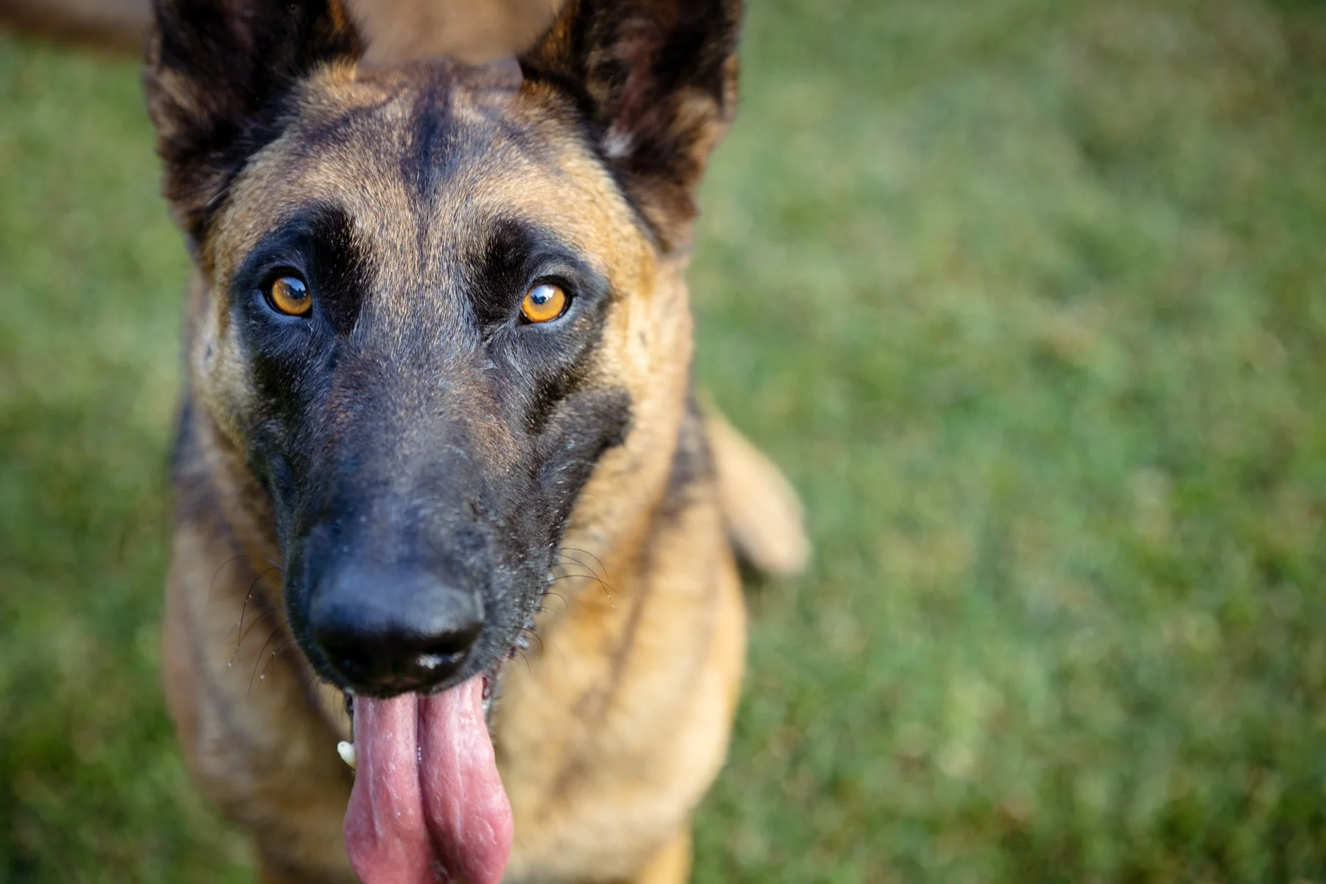 Close-up of a Belgian Malinois dog with tan and black fur, looking directly at the camera with golden eyes, mouth open, and tongue hanging out, standing on a grassy field.