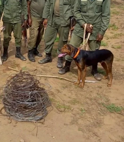 A group of people in military uniforms standing outdoors with a brown and black dog on a leash, looking at a large coil of barbed wire on the ground.