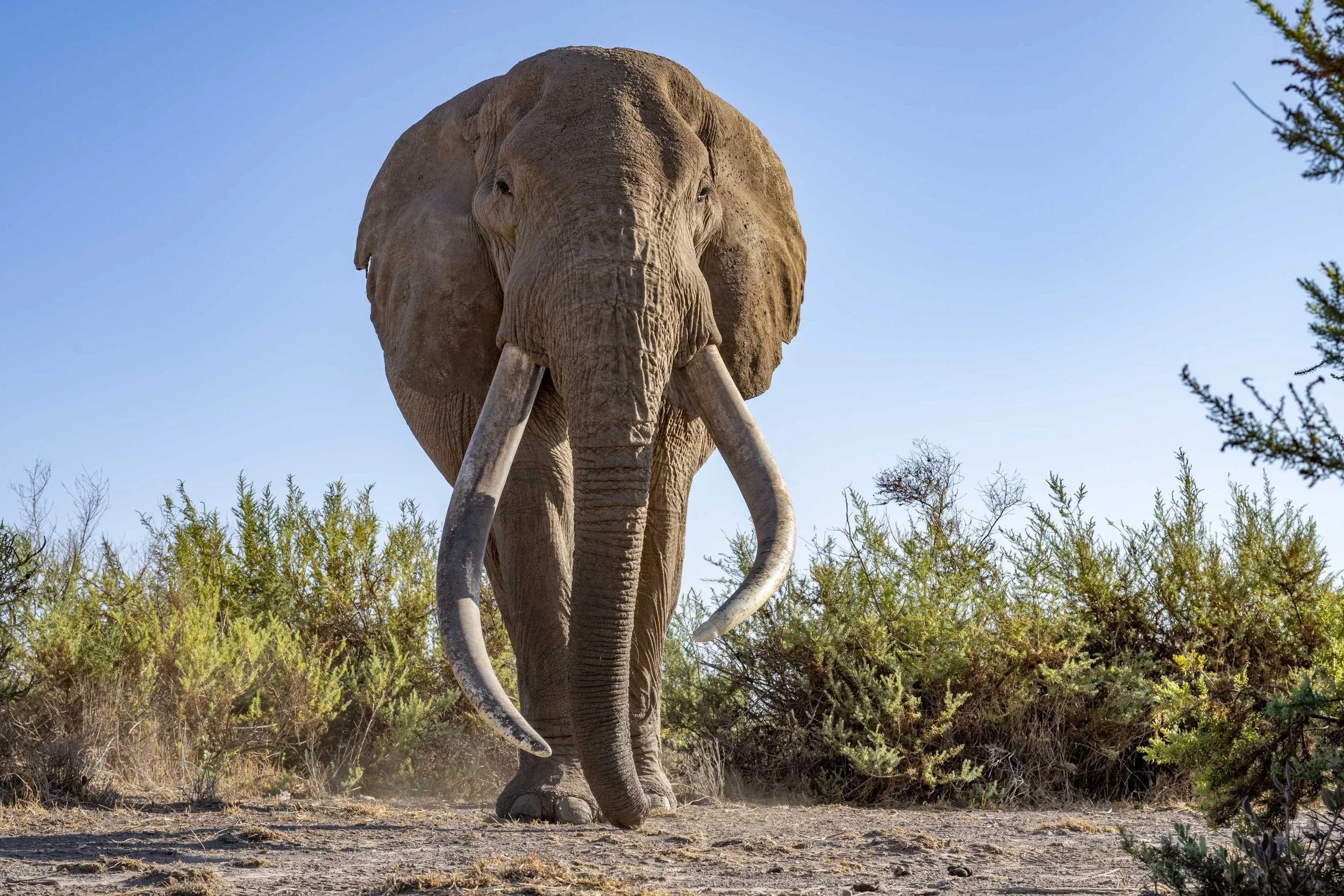 An elephant walking on dry ground with bushes and trees in the background under a clear blue sky.