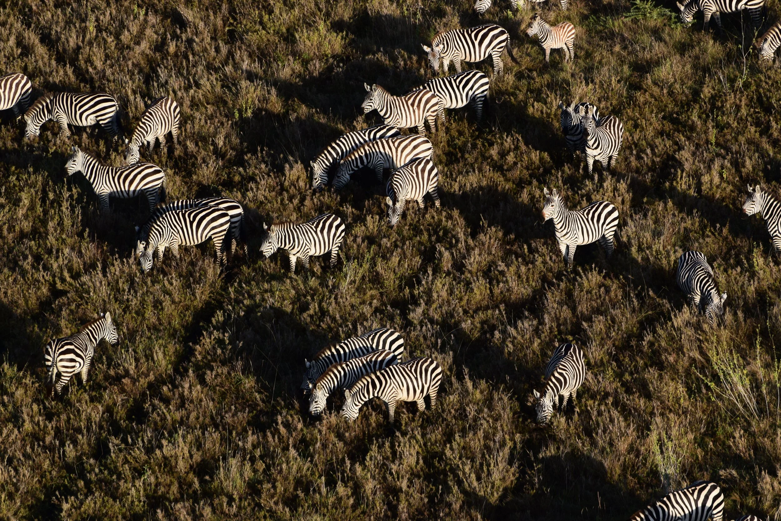 Aerial view of a large herd of zebras grazing on grassy plains.