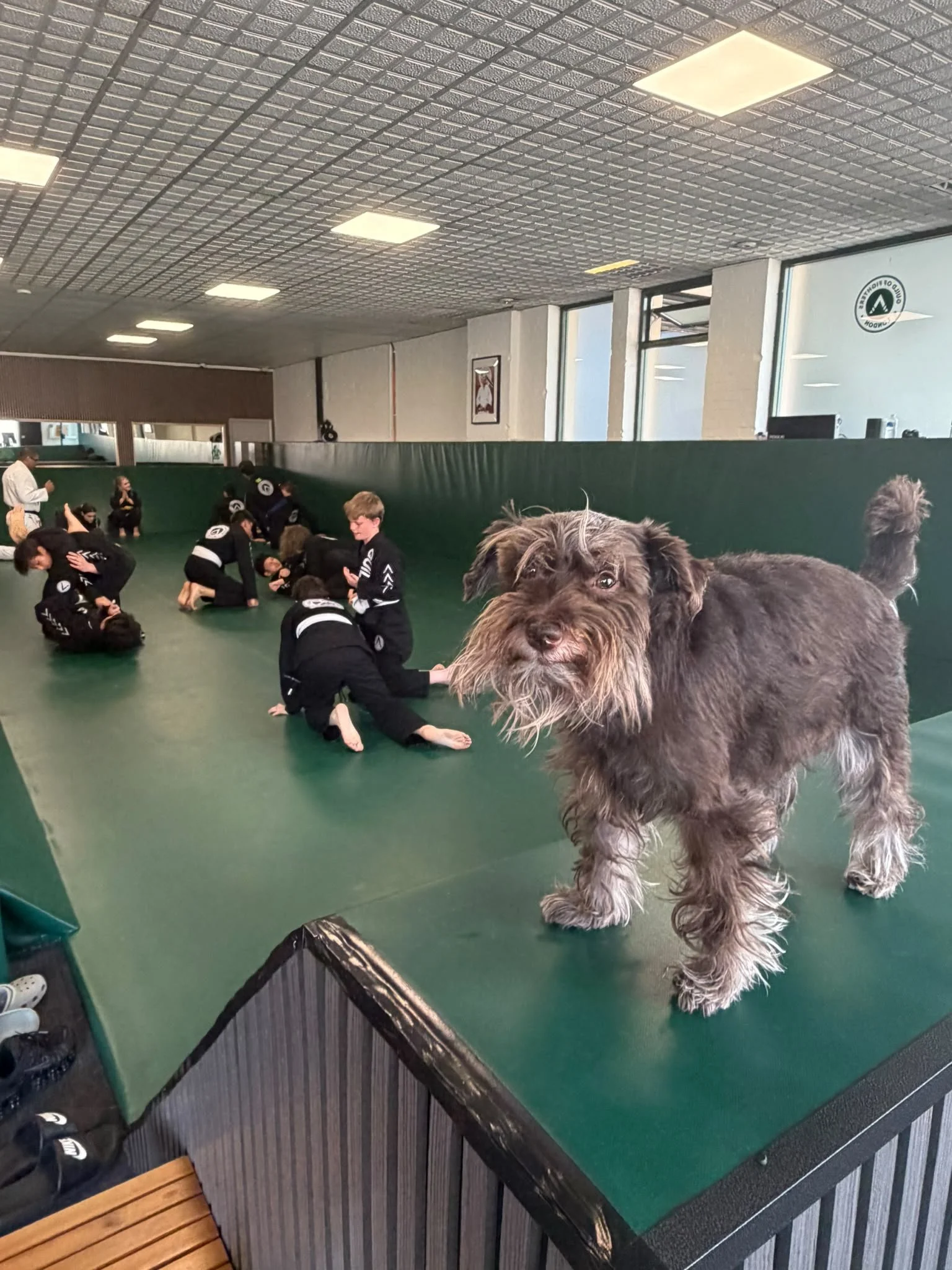 A large fluffy dog with brown and gray fur standing on a green padded mat in a martial arts training room. In the background, children and adults are practicing martial arts techniques, wearing black gis with white belts. The ceiling has a grid pattern with bright lights and the room has large windows and framed artwork on the walls.