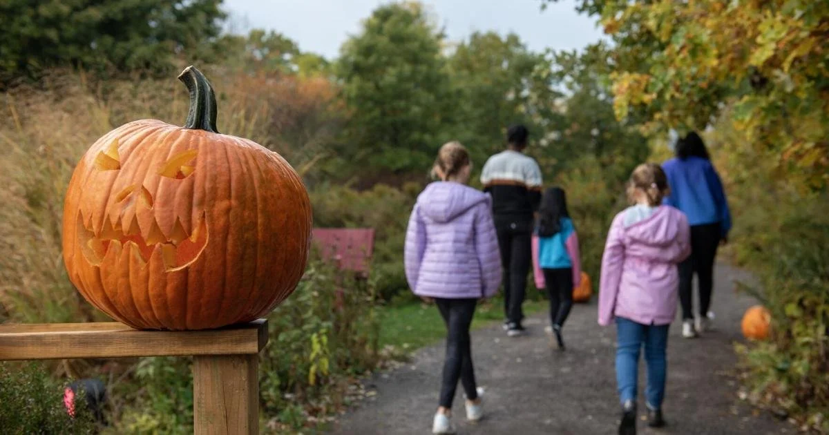 Pumpkin Trail in your community
