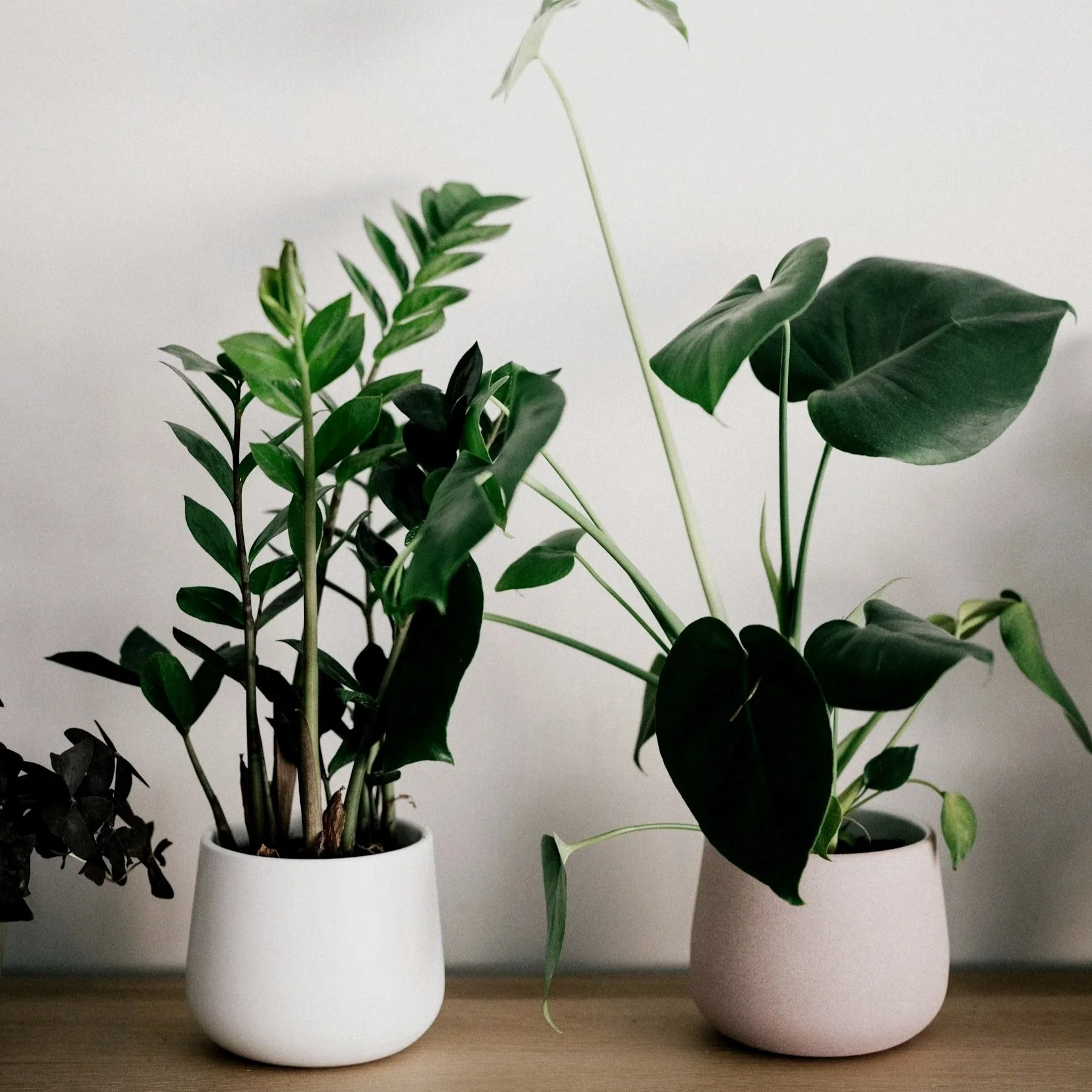 Two white planters with green leafy houseplants on a wooden surface against a plain light gray background.