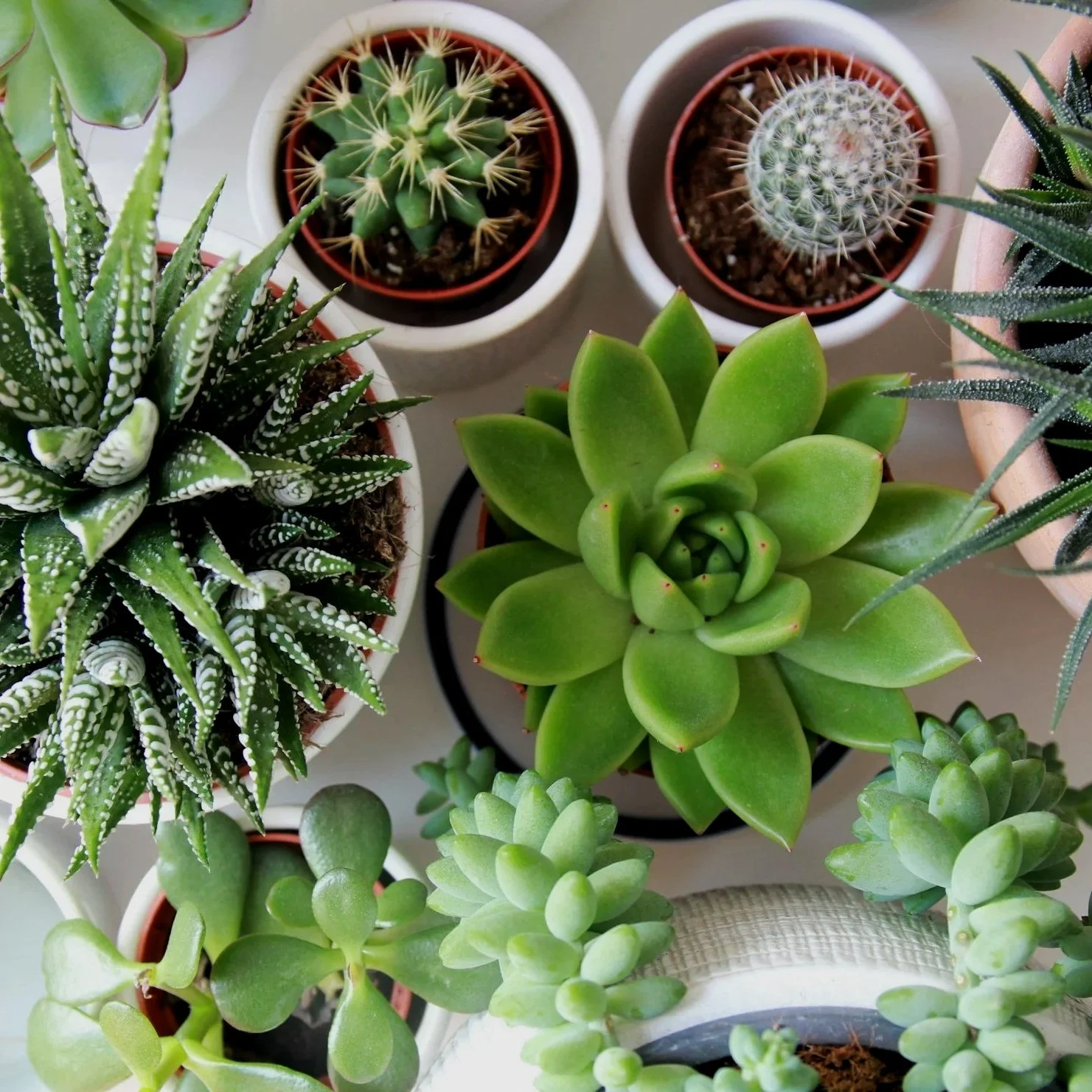 Various potted succulent plants on a light-colored surface, including aloe vera, echeveria, haworthia, and cacti, arranged closely together.