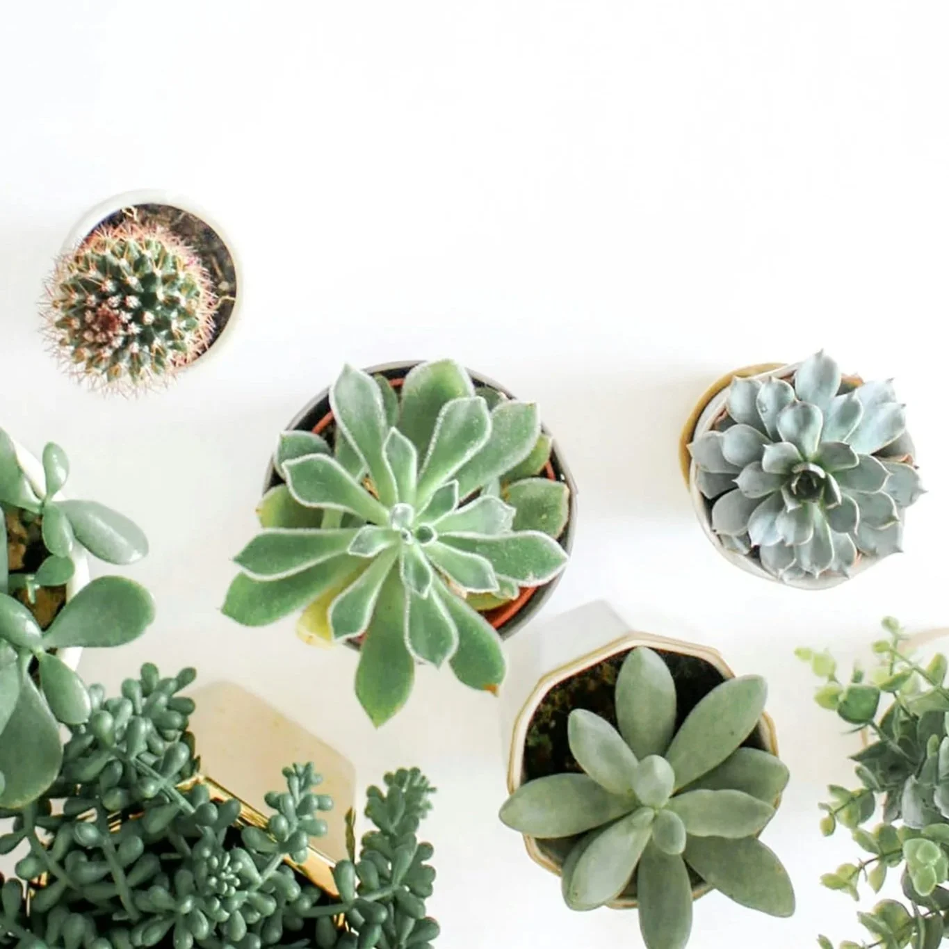 Top-down view of various potted succulents and cacti on a white surface.