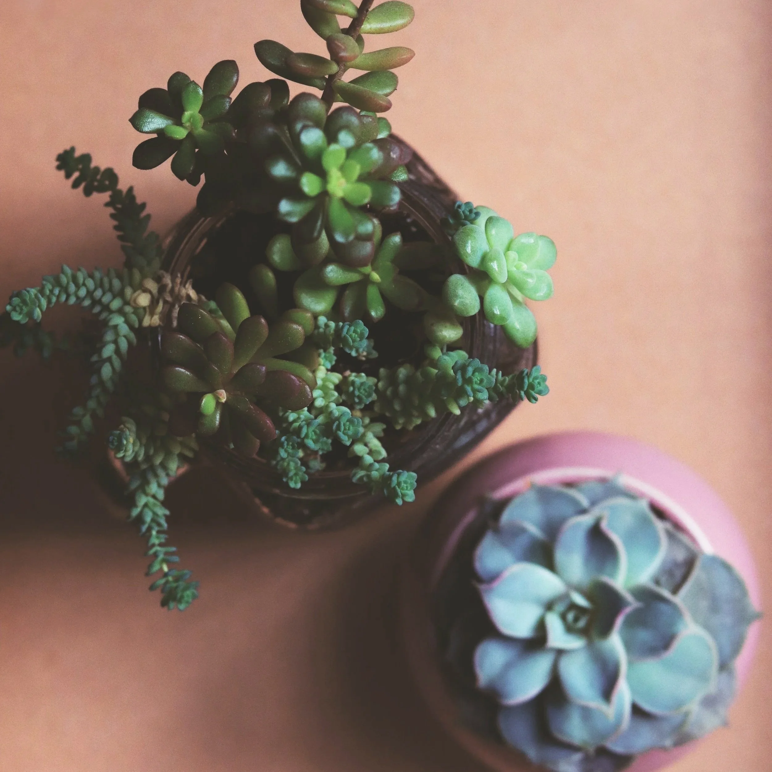 Close-up of various small, colorful succulents in a black container, against a light pink background.