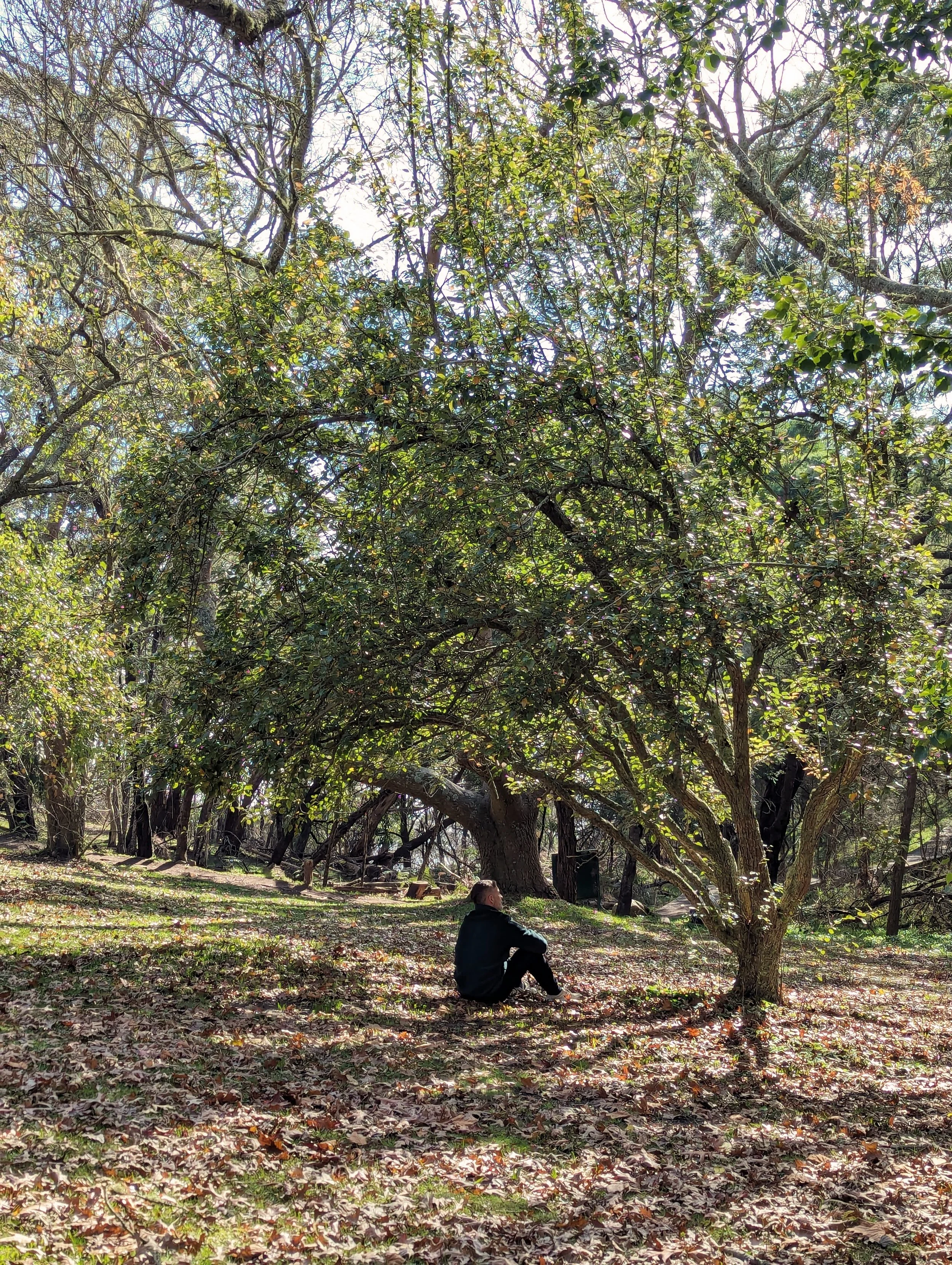 A man sitting under a large, leafy tree in a park on a sunny autumn day, with fallen leaves on the ground.