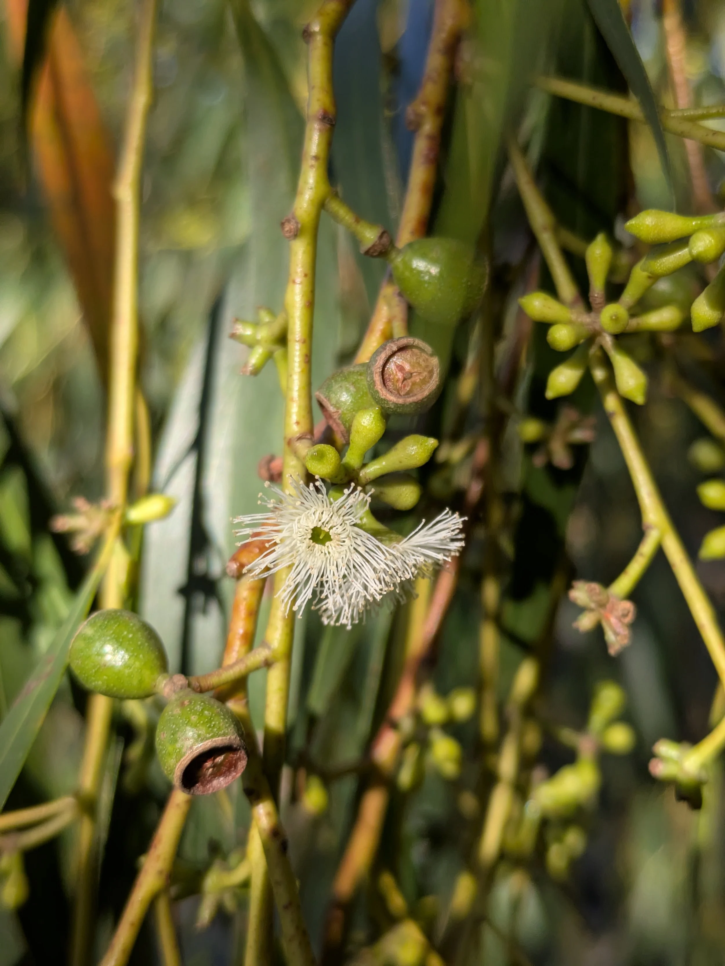 Close-up of green fruit on a plant, with white flowers and green leaves in the background.