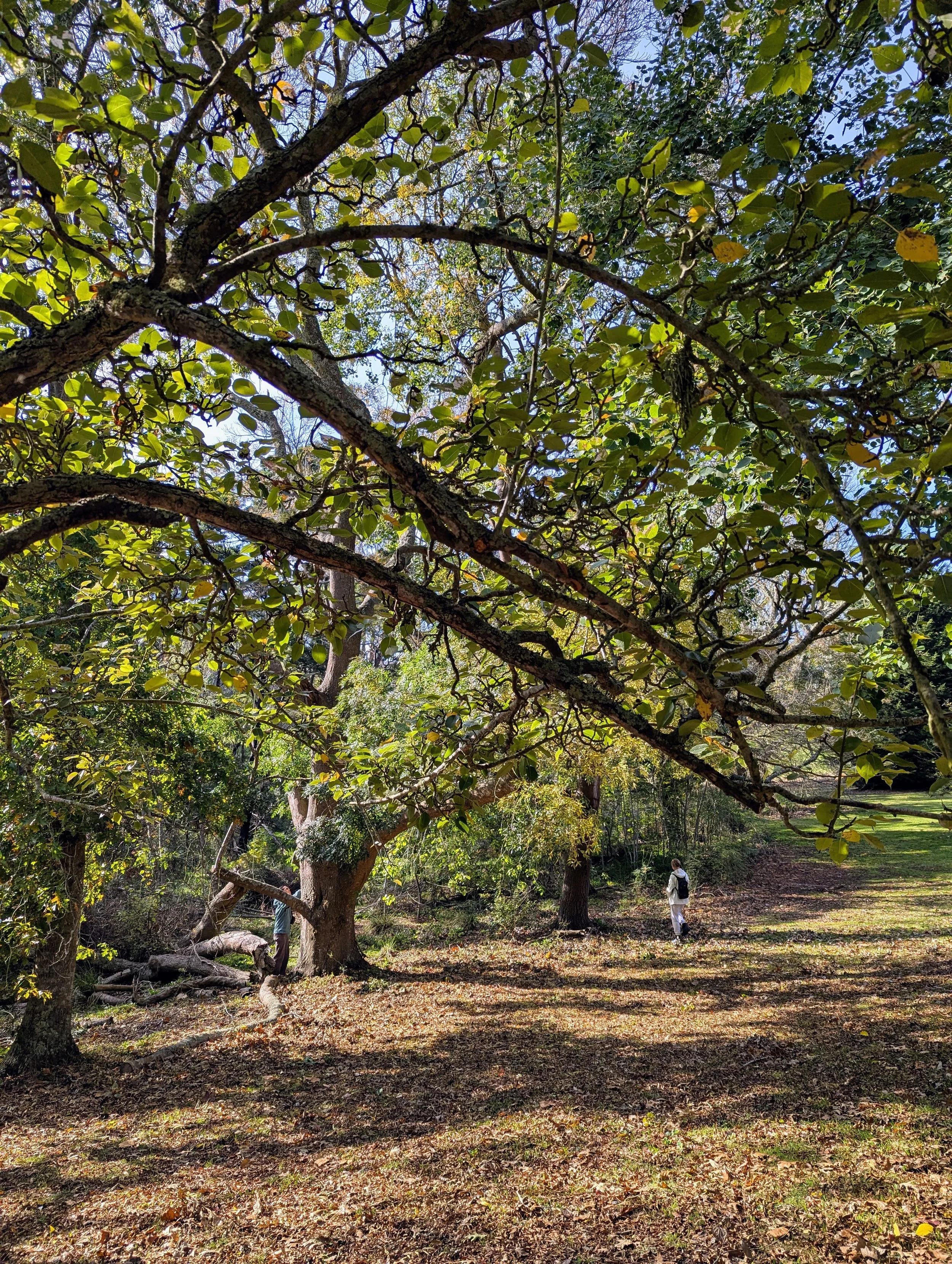 A person walking through a park with large trees and sunlight filtering through the leaves.