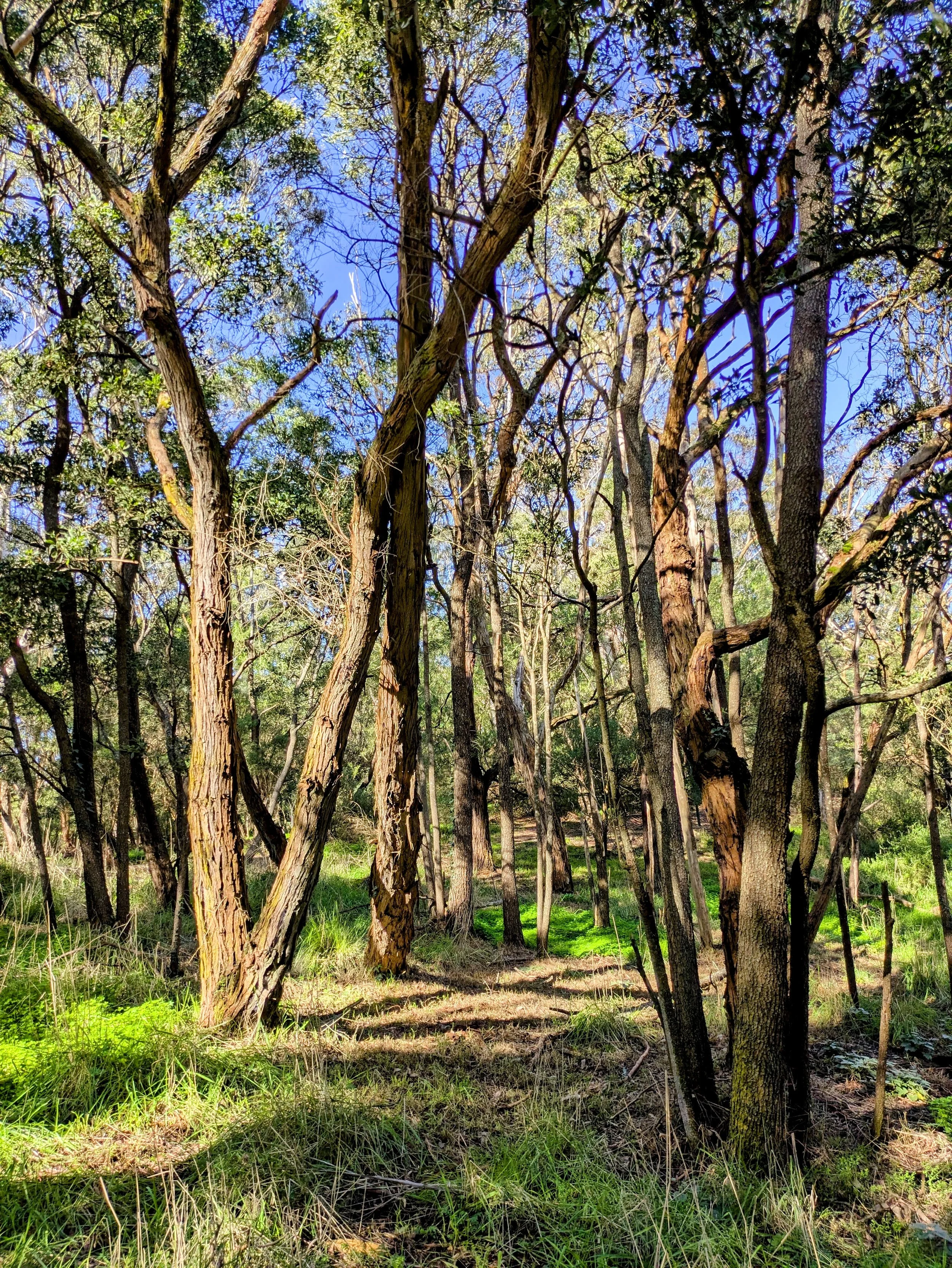 A forest scene with several tall trees, green grass, and a bright blue sky visible through the branches.