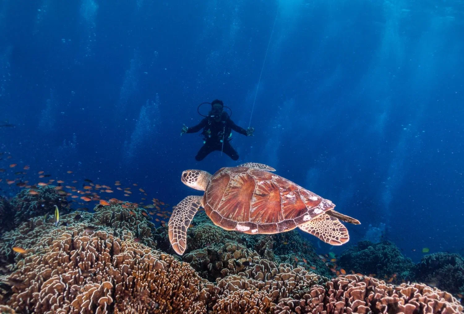 Sea turtle swimming above a coral reef during a scuba diving trip in Gili Trawangan