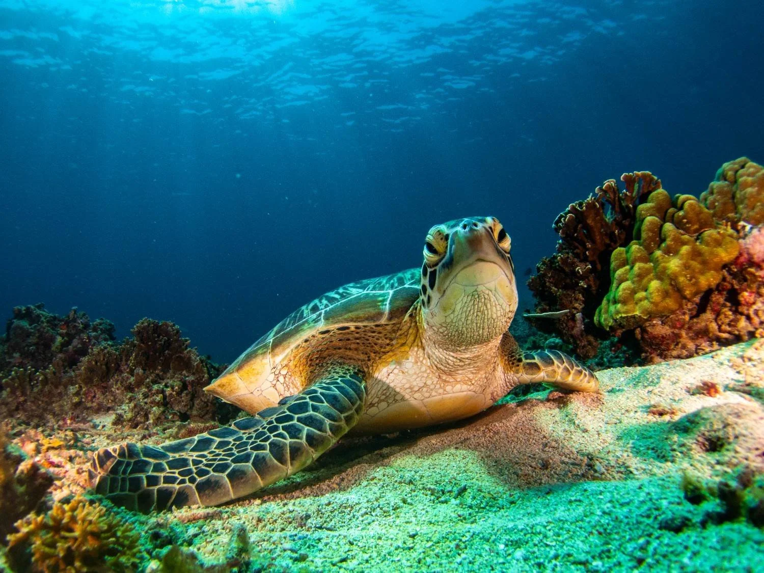 Sea turtle in the waters of Gili Trawangan, supporting marine conservation
