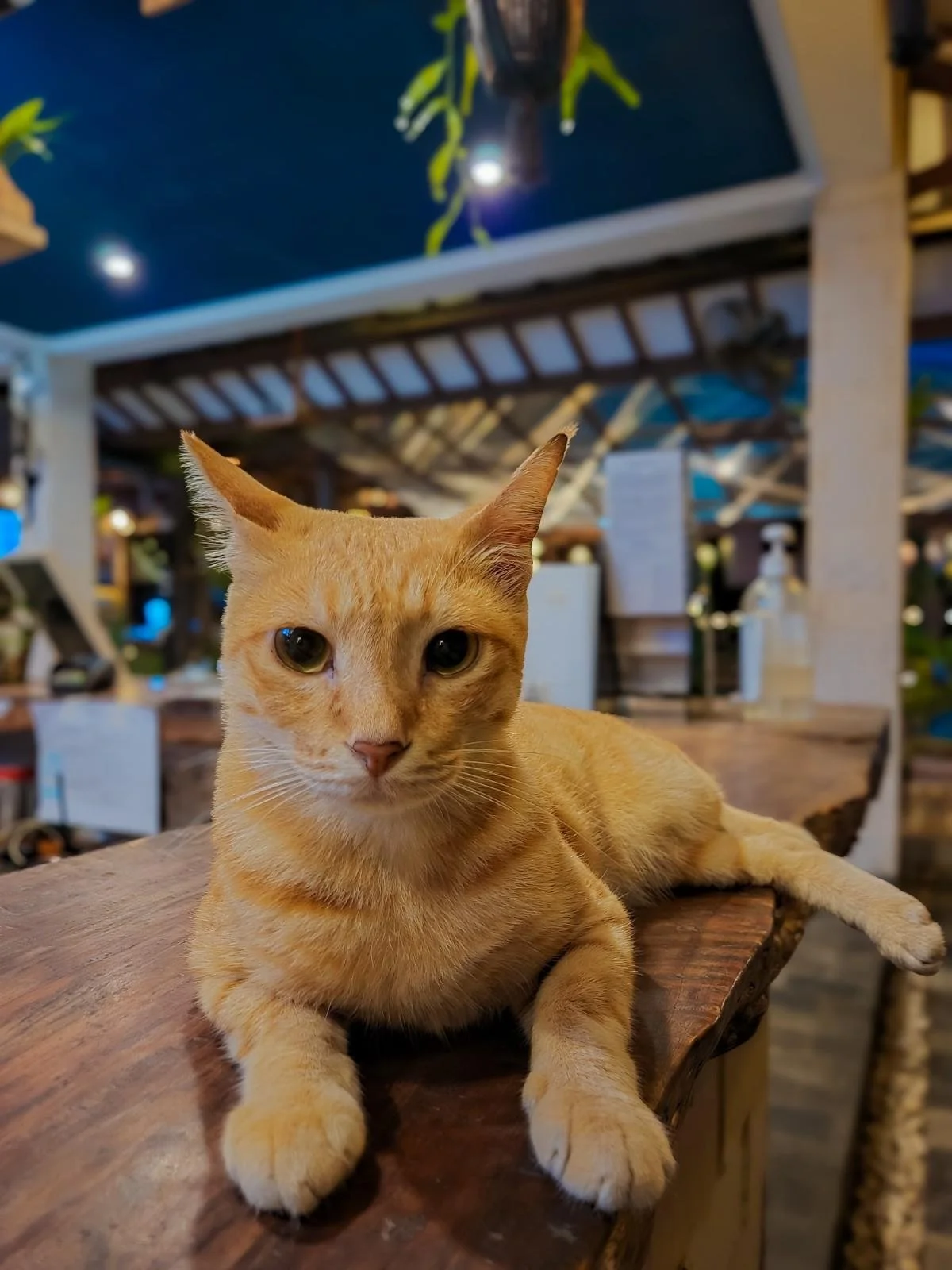 Orange cat resting on a wooden table at a beachfront venue in Gili Trawangan.