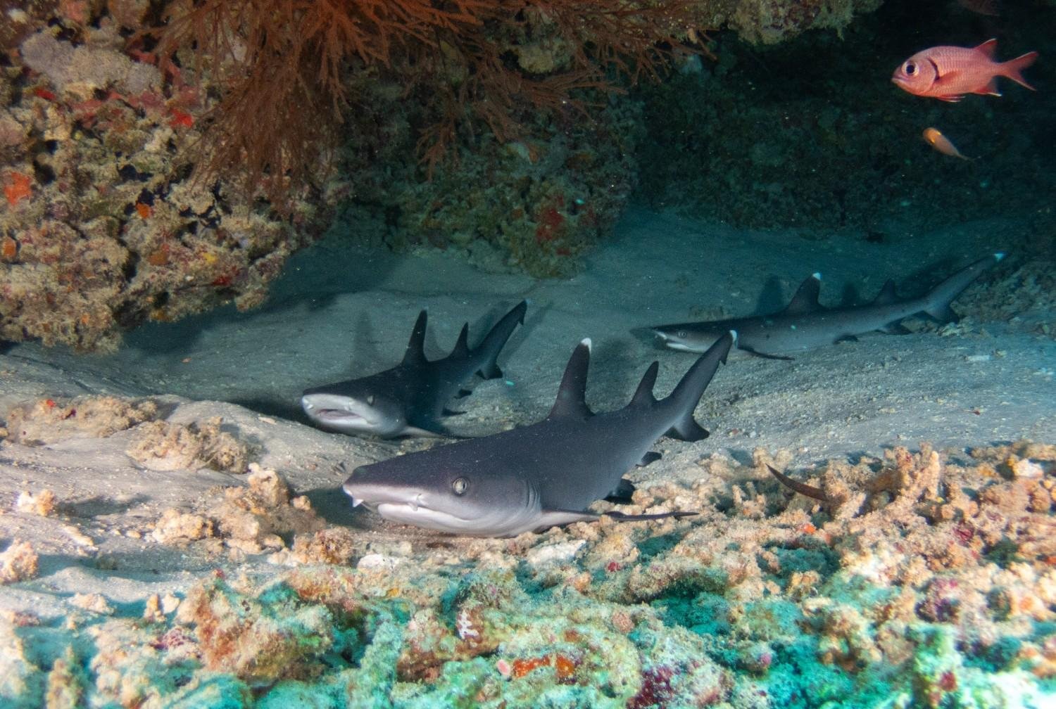 Whitetip reef sharks resting on the seabed in Gili Trawangan