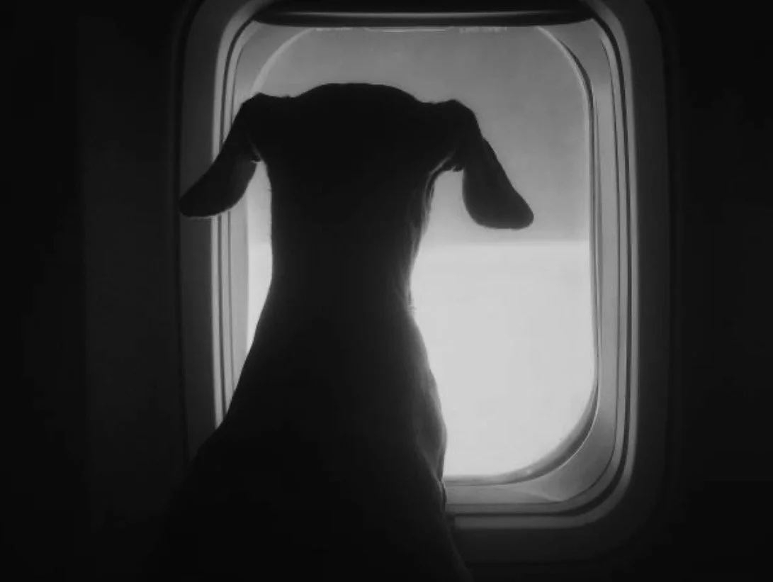 Dog looking out of an airplane window in black and white.