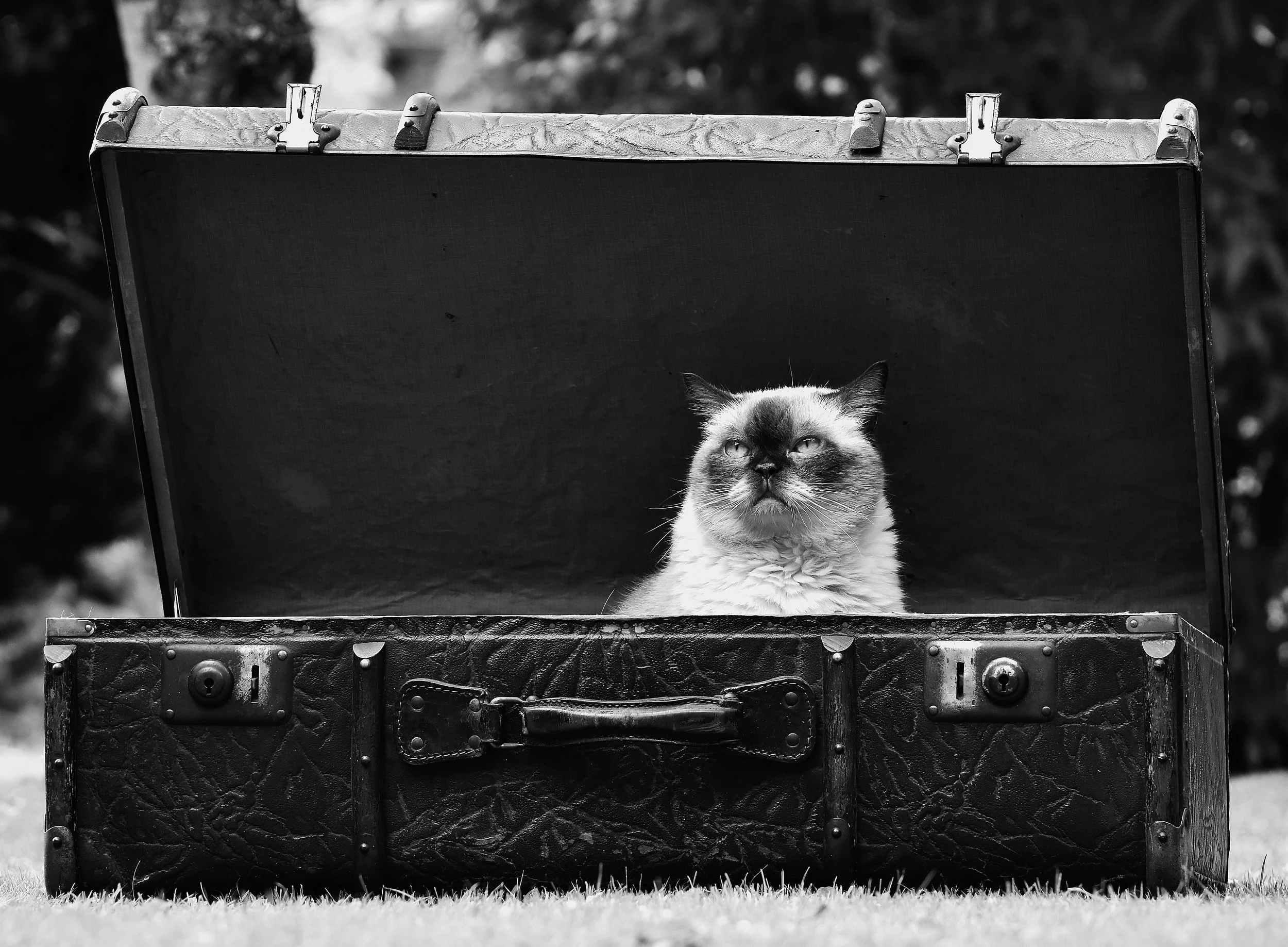 A cat with dark markings on its face sitting inside an open, vintage, suitcase ready for pet travel.