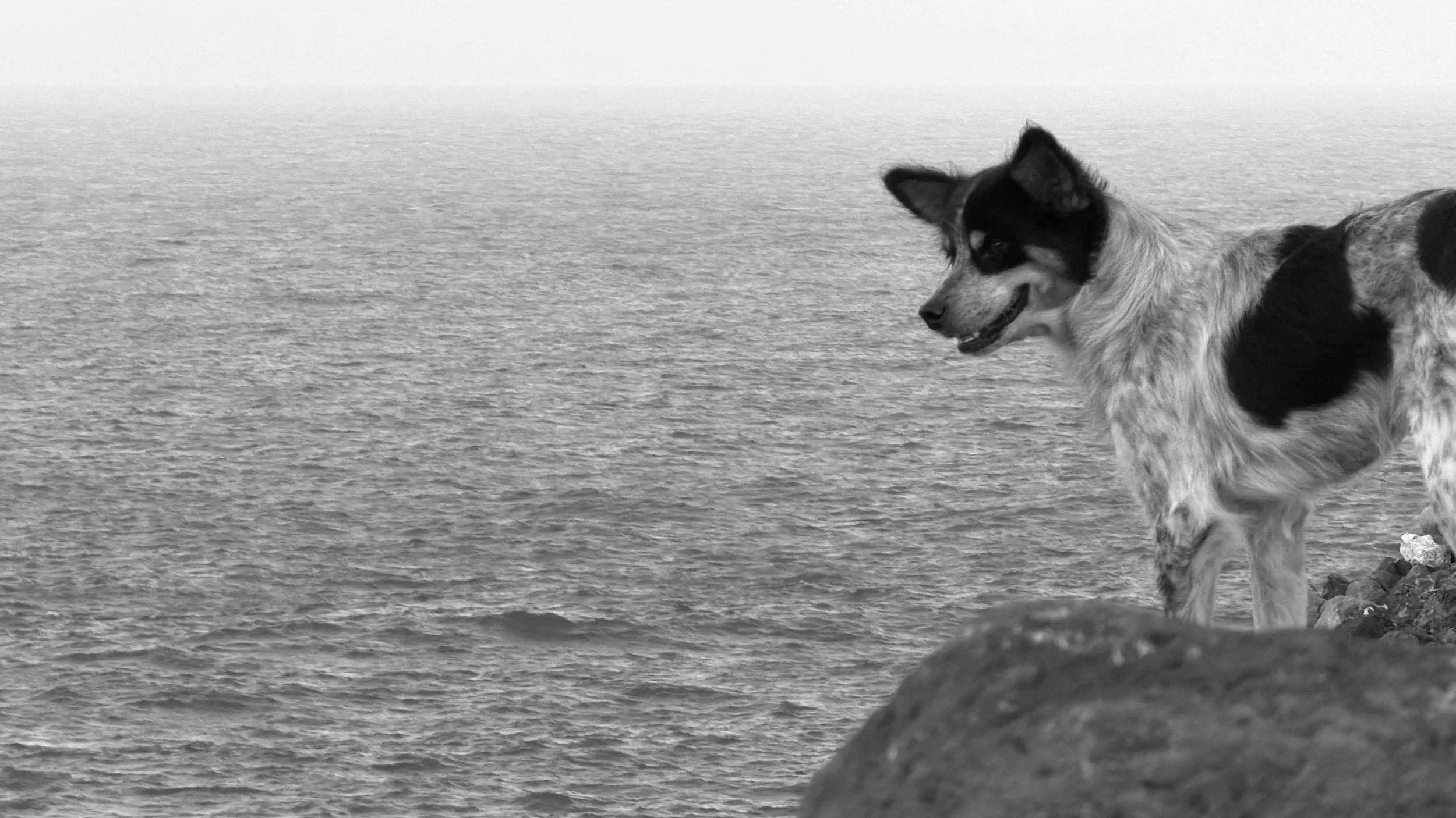 A medium sized scruffy haired dog on vacation standing on a rock and looking out to sea and the horizon
