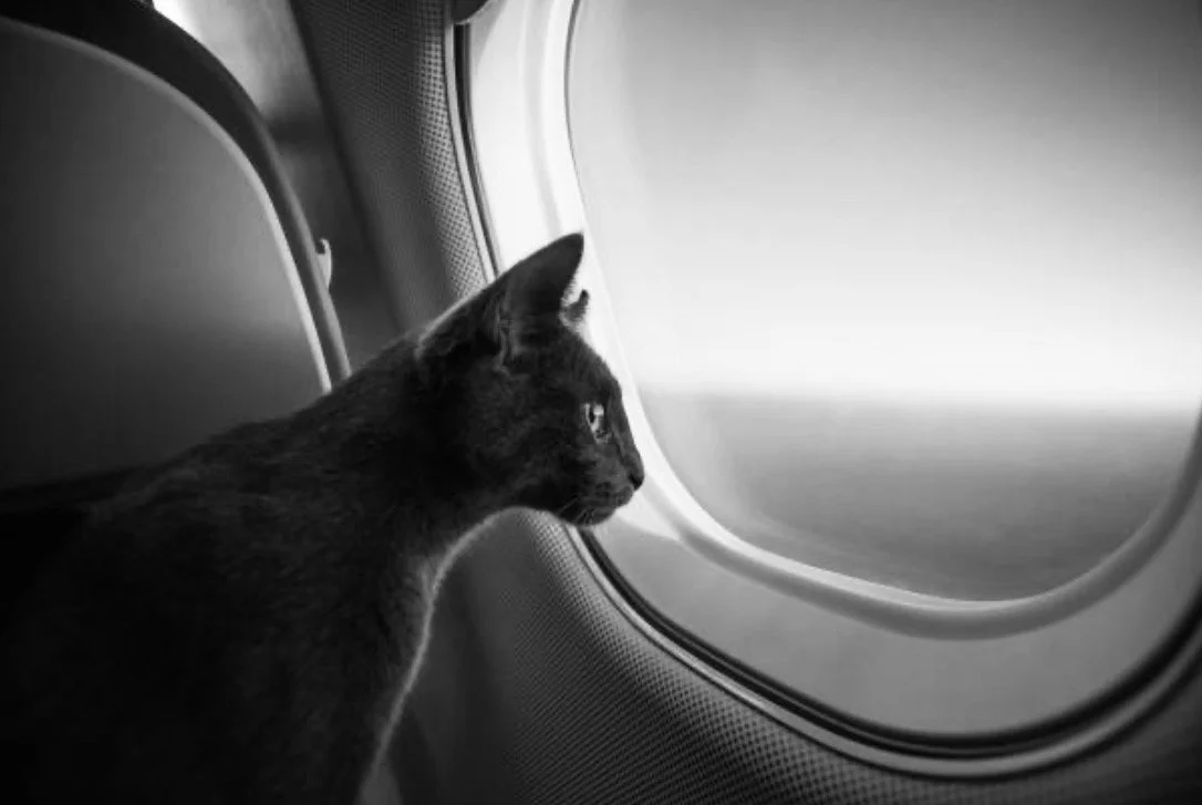 A cat travels on an airplane on vacation after receiving a fit to fly certificate