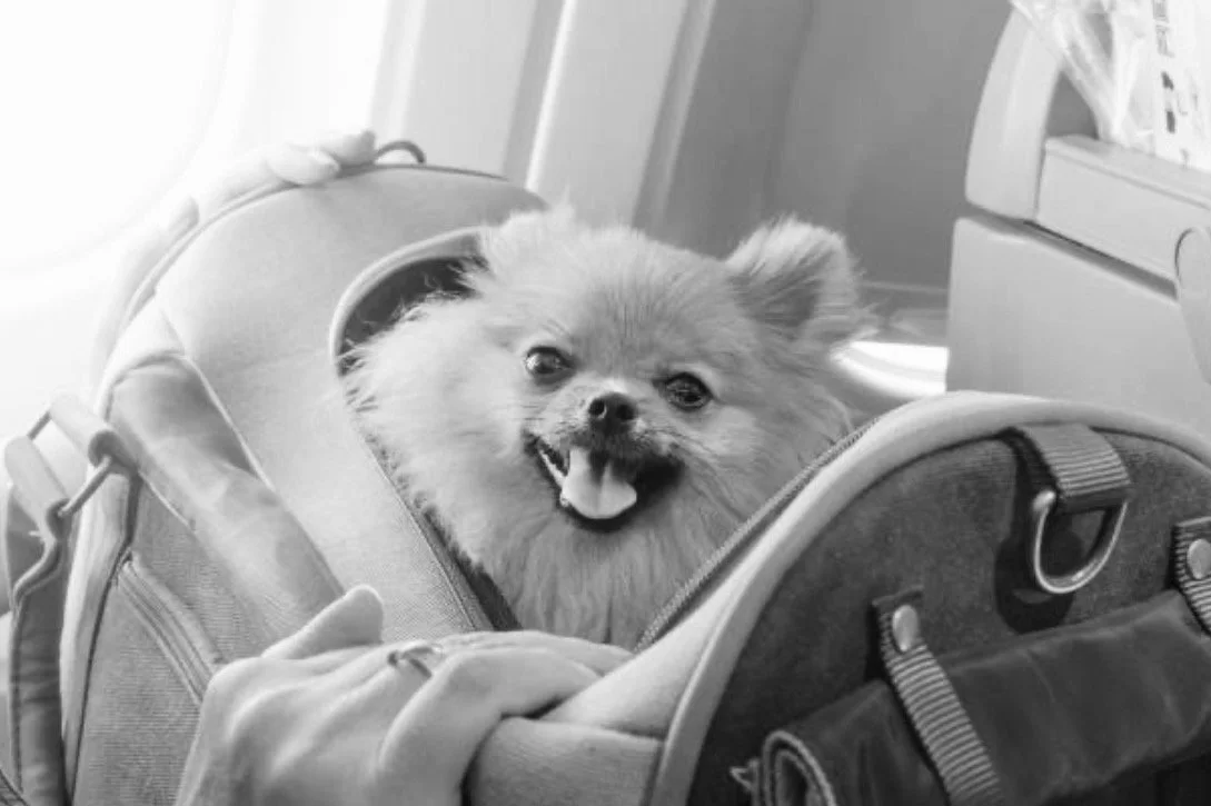 A fluffy small dog travels to their vacation on a plane in a soft carry case whilst the owner provides a reassuring hand