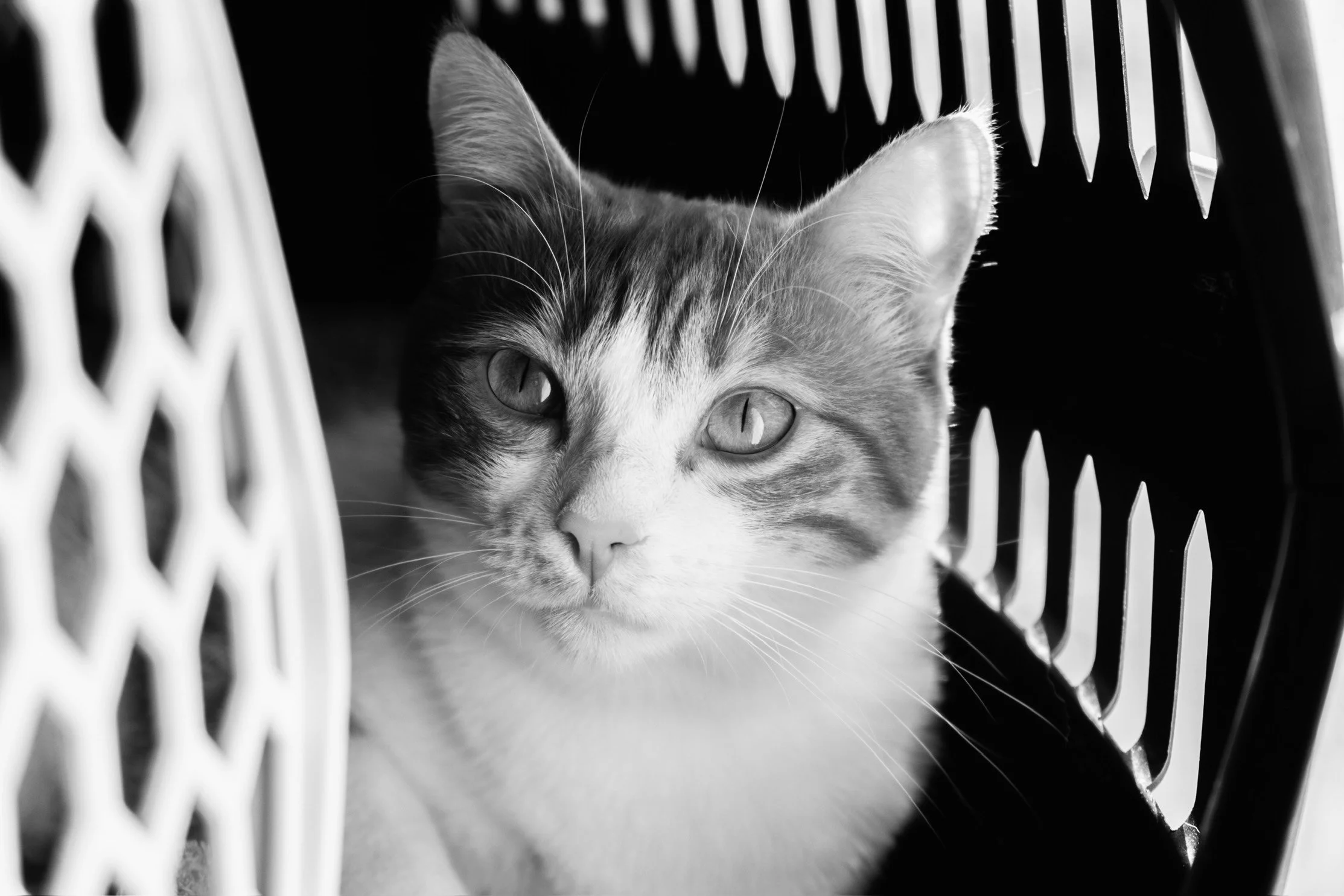 Black and white photo of a cat with light fur and darker markings lying in a cat carrier, gazing intently before international travel.