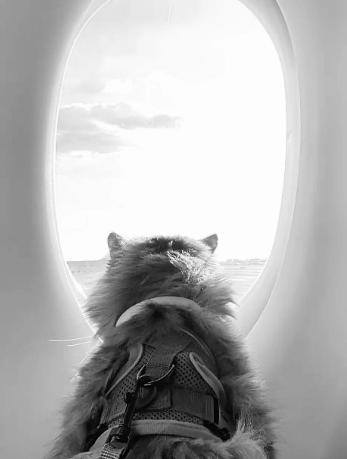 A cat looking out of an airplane window at the sky and clouds.