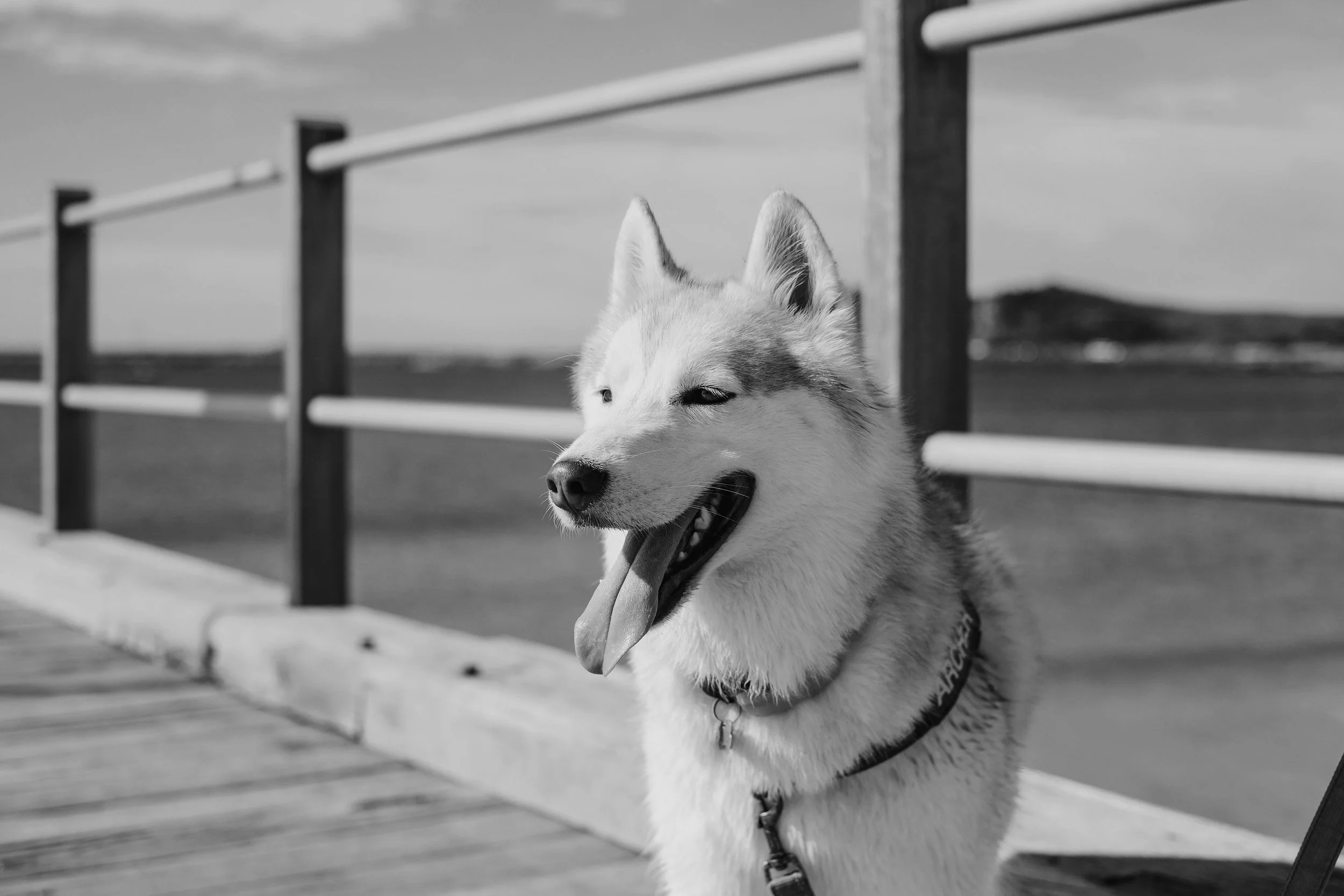 A happy Siberian Husky dog on holiday standing on a walkway with a metal railing, against a cloudy sky background.