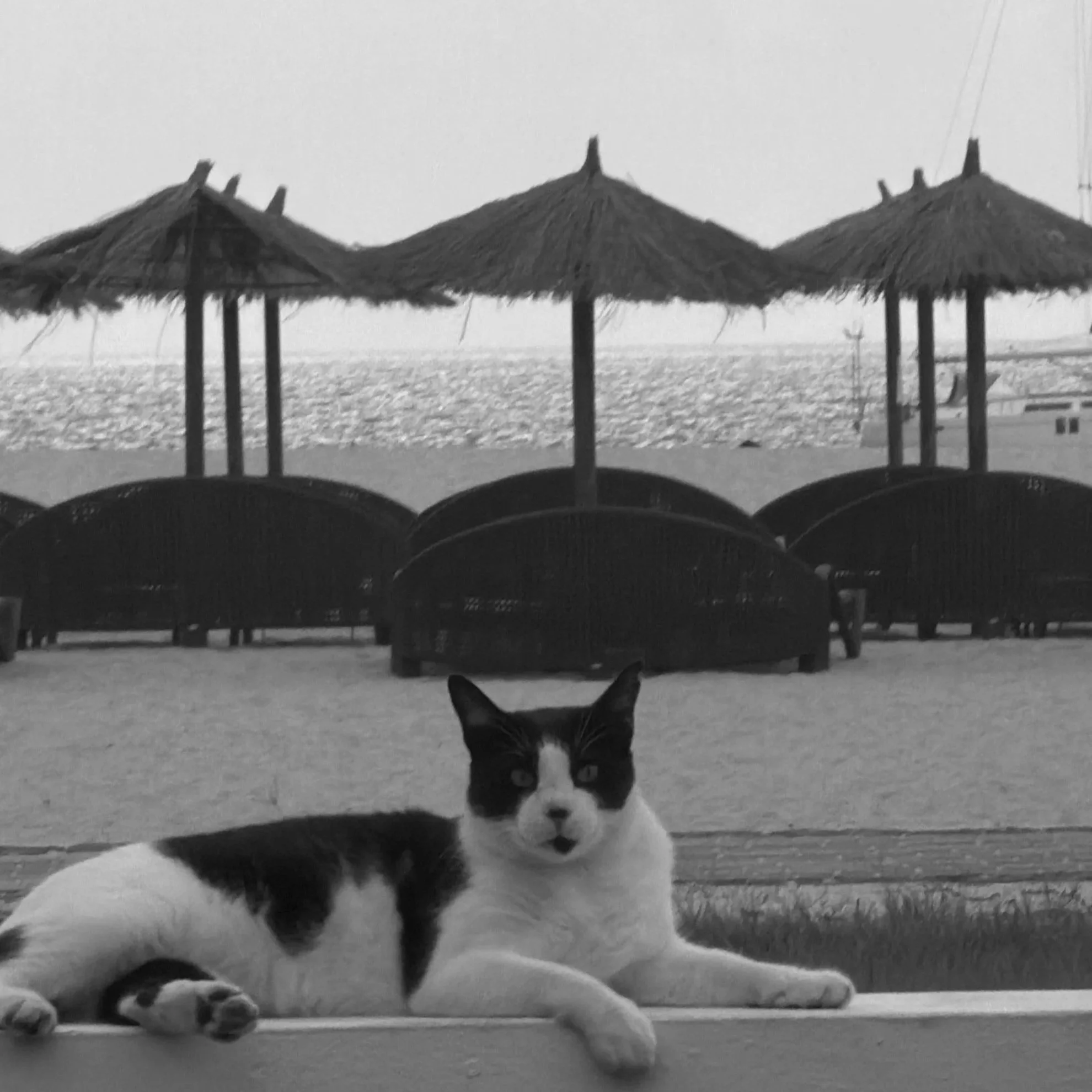 A black and white short haired cat on vacation relaxing on the beach in front of straw umbrellas and sun loungers