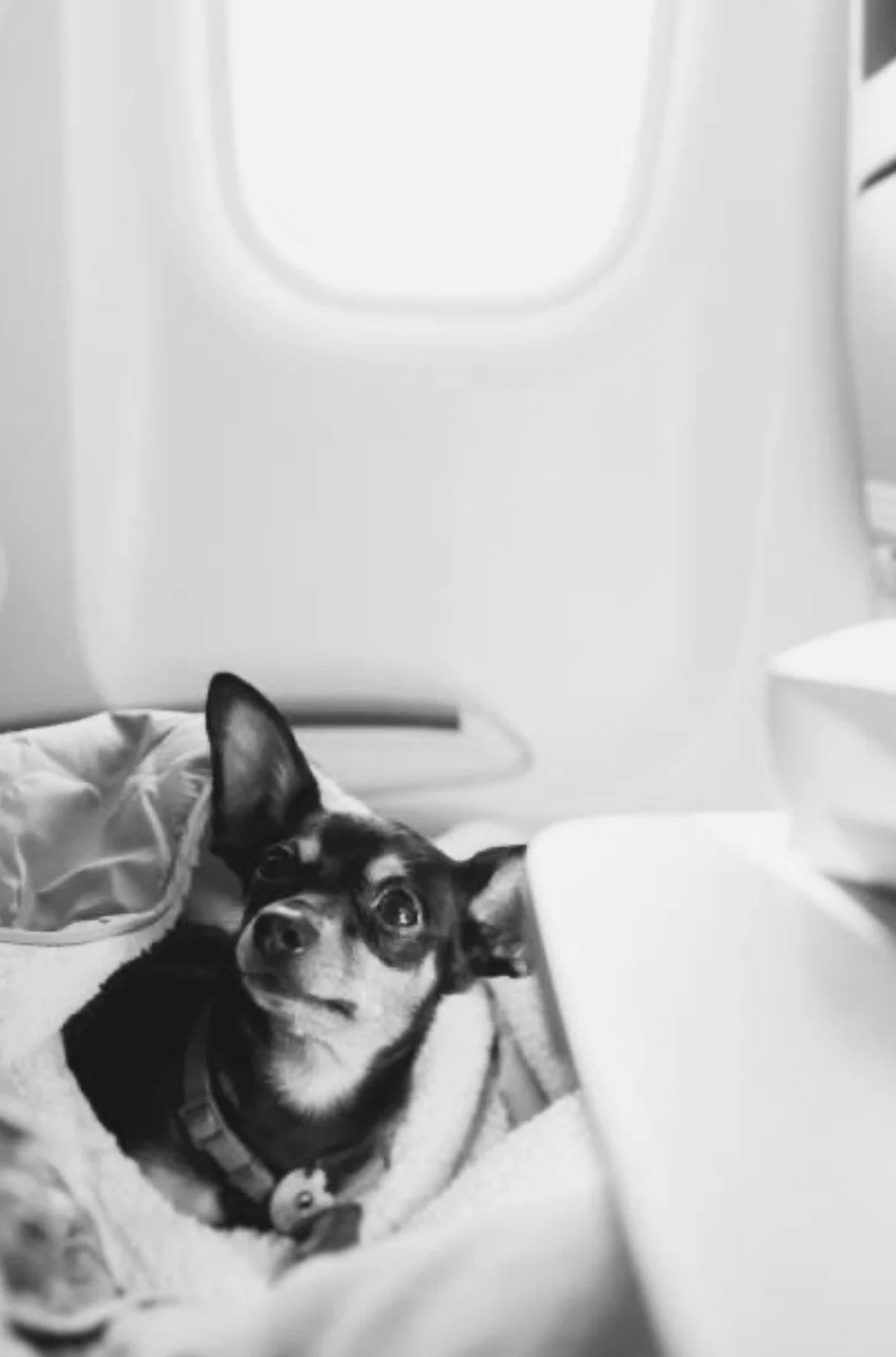 A small dog with black and tan fur, sitting on an airplane embarking on a pet friendly journey.