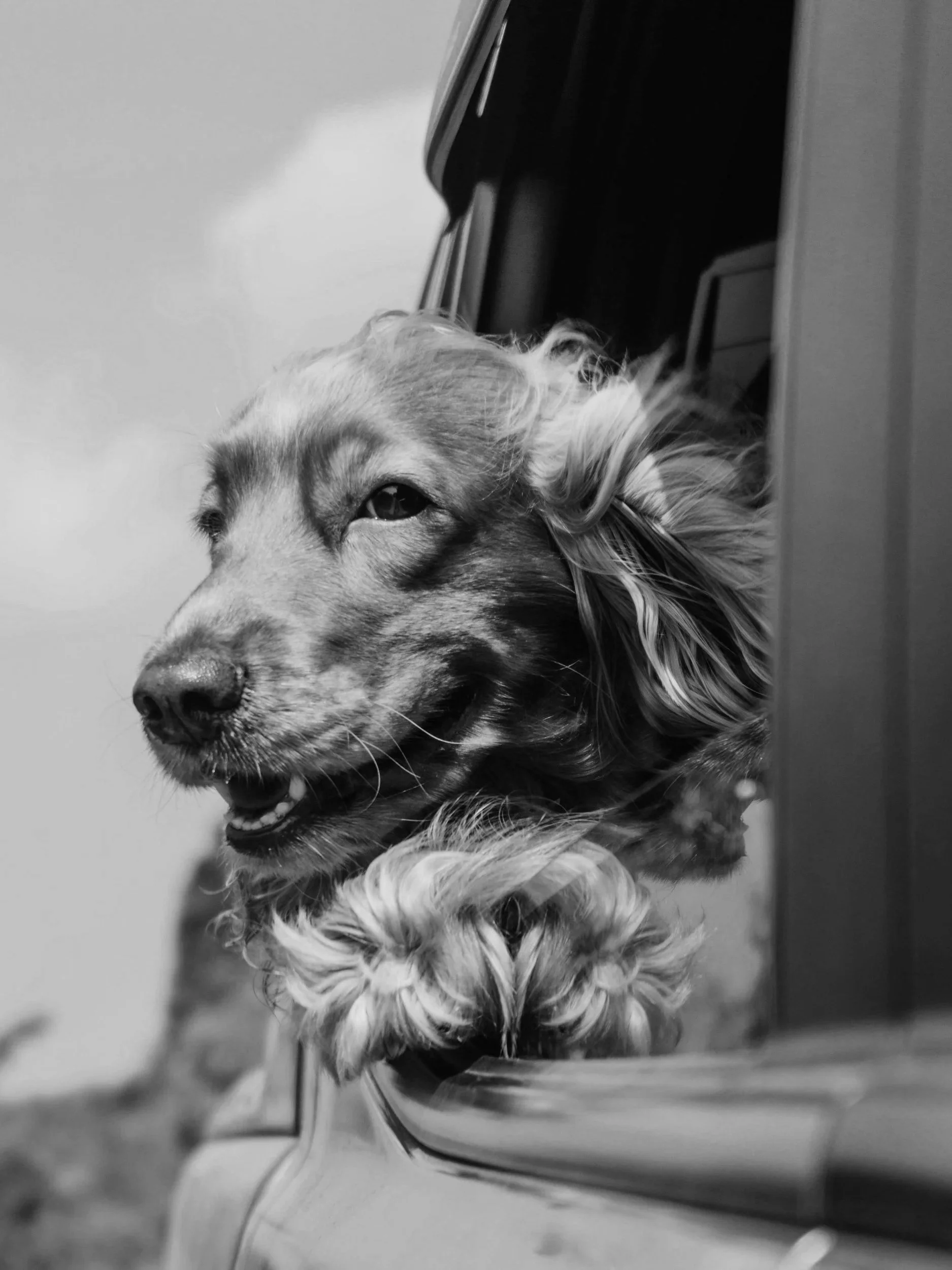 Black and white photo of a dog with long fur, on a car journey.