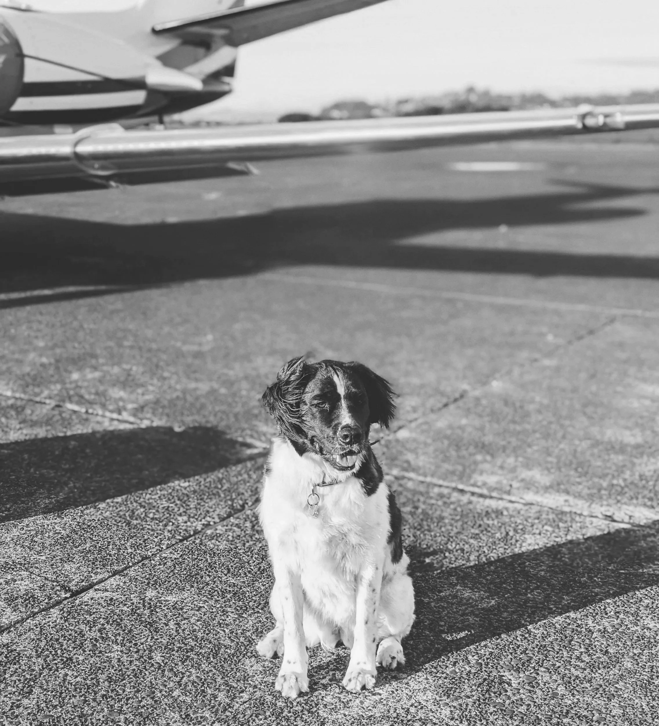 A dog with a black, white, and brown coat sitting on a runway in front of an airplane ready for pet travel, with a blurred background of trees and open sky.