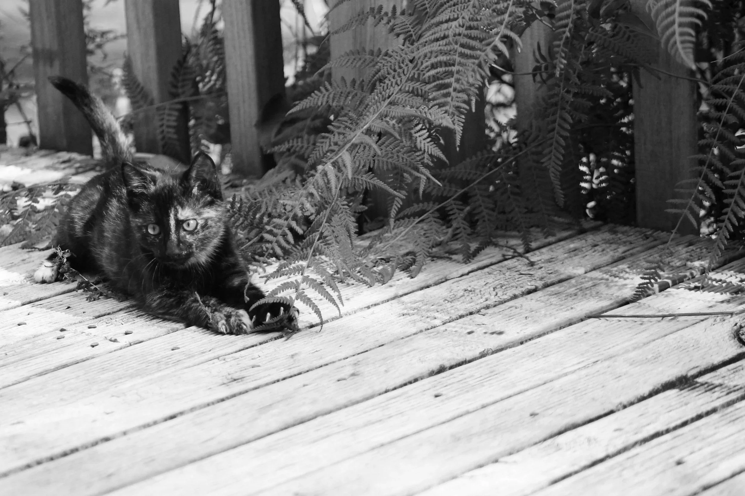 A domestic short hair tortoiseshell cat plays on a deck next to a fern after relocating to New Zealand
