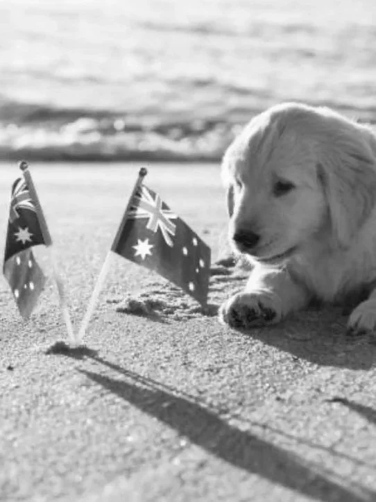 A puppy lying on the sand at the beach next to two small Australian flags.