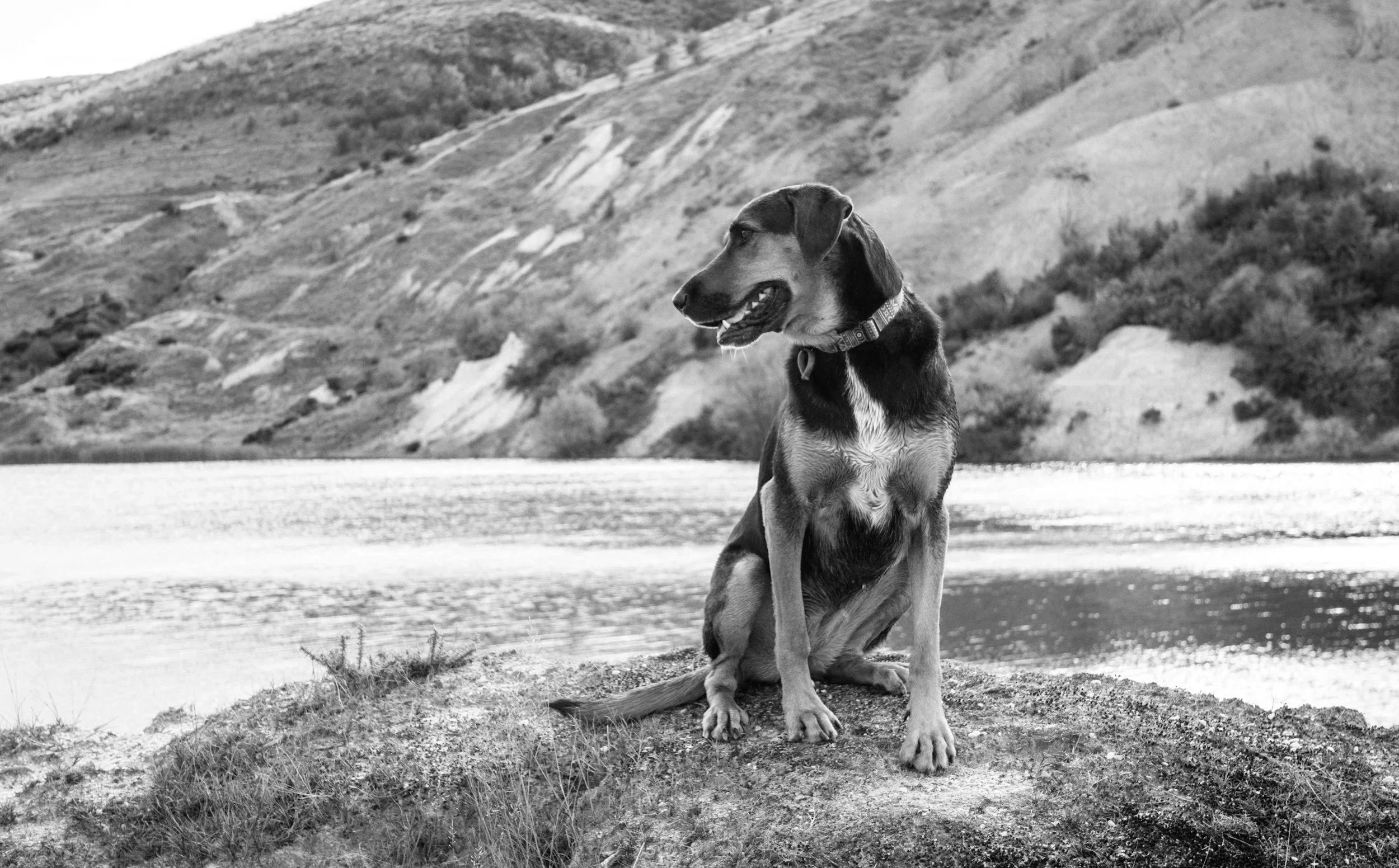 A mixed breed short haired dog relaxes on a rock whilst on vacation in New Zealand