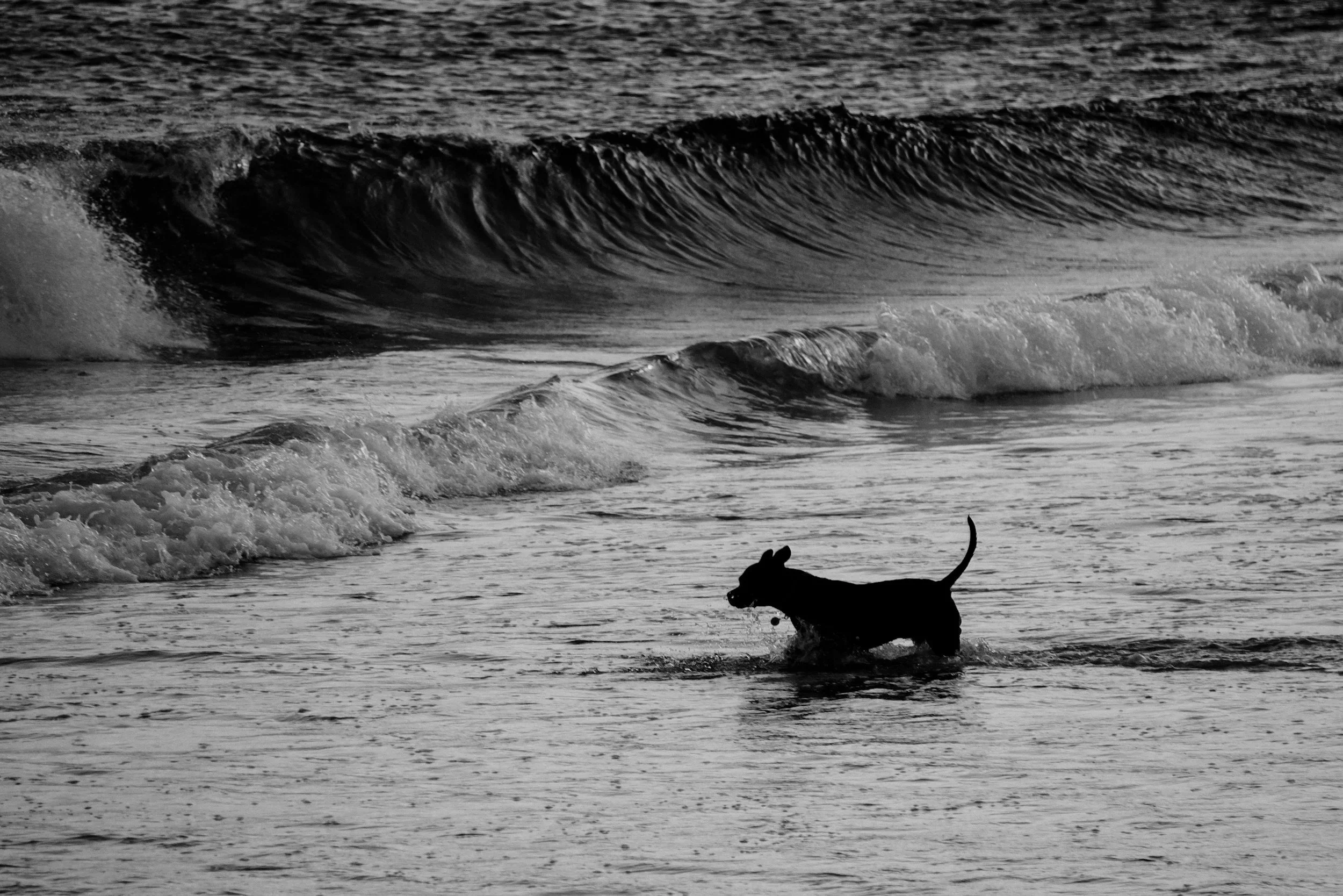 A medium sized dog plays in the ocean after being exported to Australia
