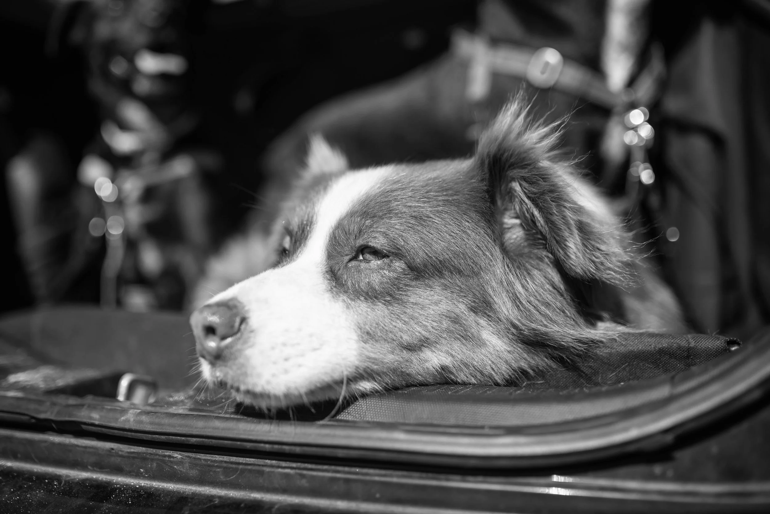 A collie type dog relaxes in the car as he travels to vacation in the EU