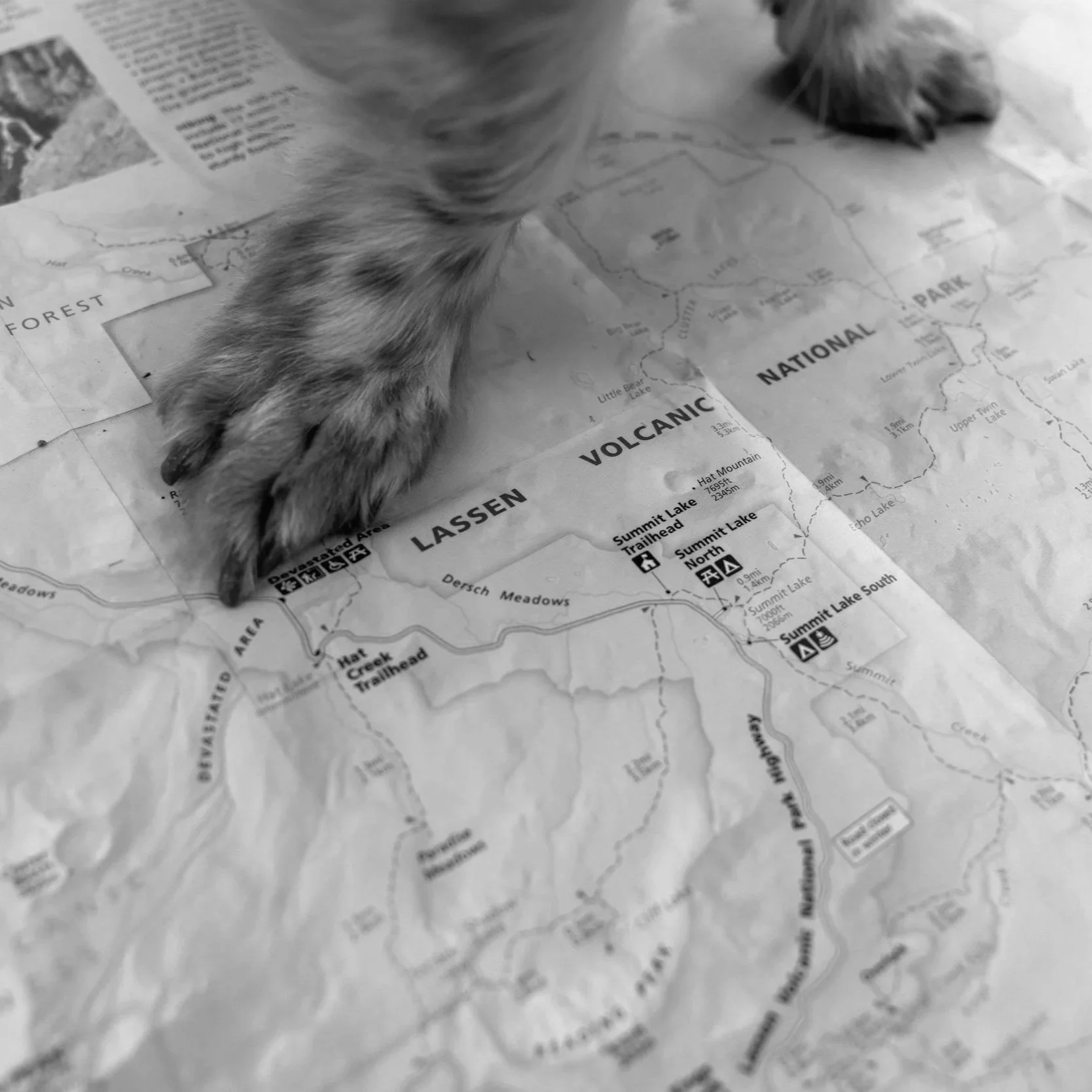 A cat's paw placed on a map.