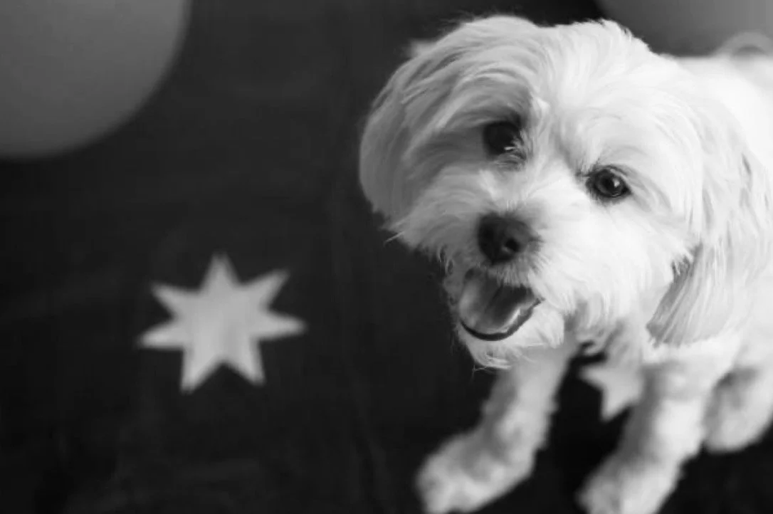 A happy, fluffy white dog with dark eyes and an open mouth, sitting on an Australian flag.