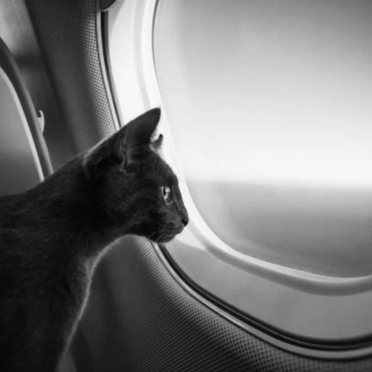 Black cat looking out airplane window