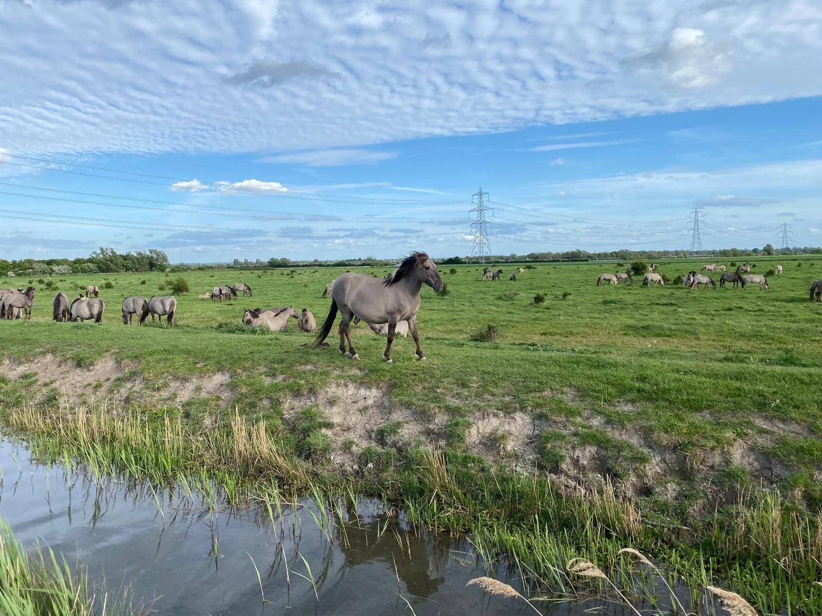 Green pasture with numerous horses grazing and standing, a small body of water in the foreground, and electrical towers in the background under a partly cloudy sky.