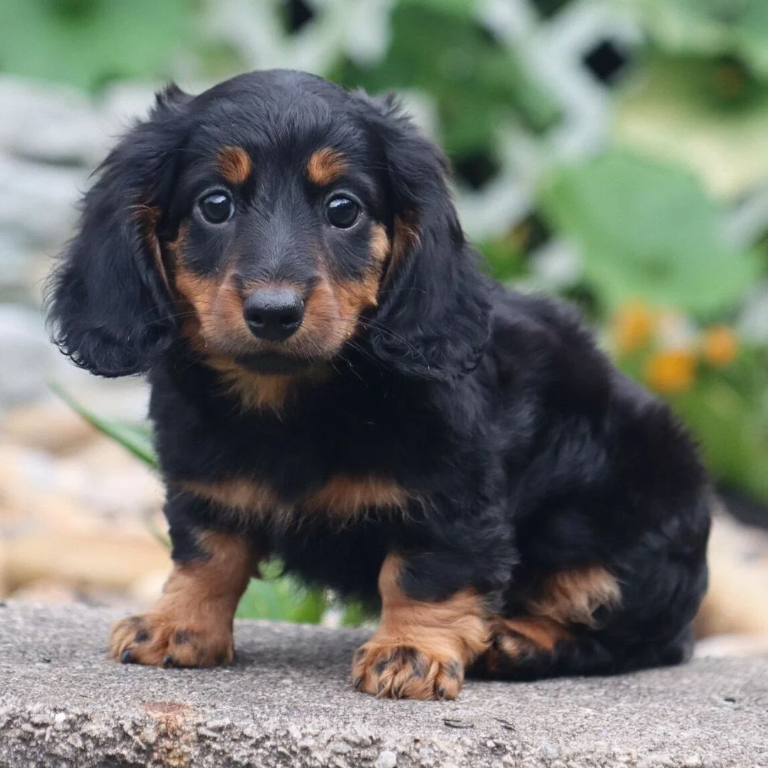 FLYNN
