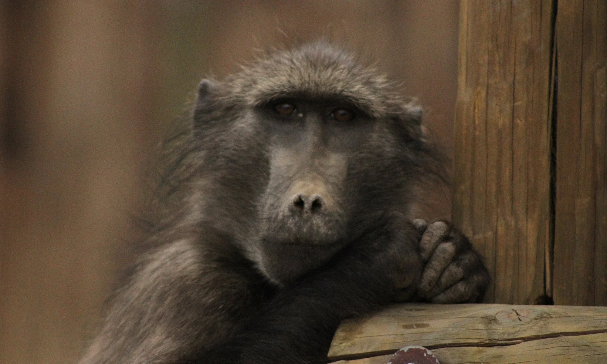 South Africa - Baboon Staring into Camera