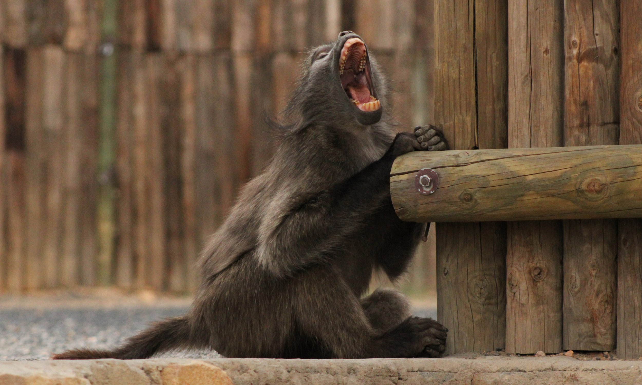 South Africa - Yawning Baboon at Rest Area