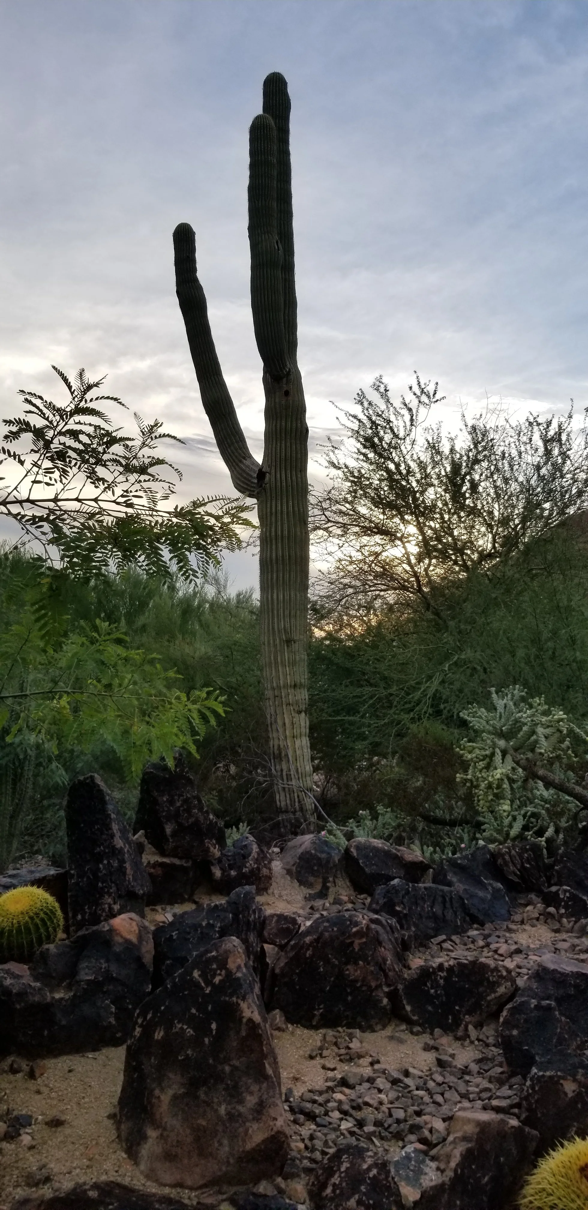 Arizona - Tall Cactus
