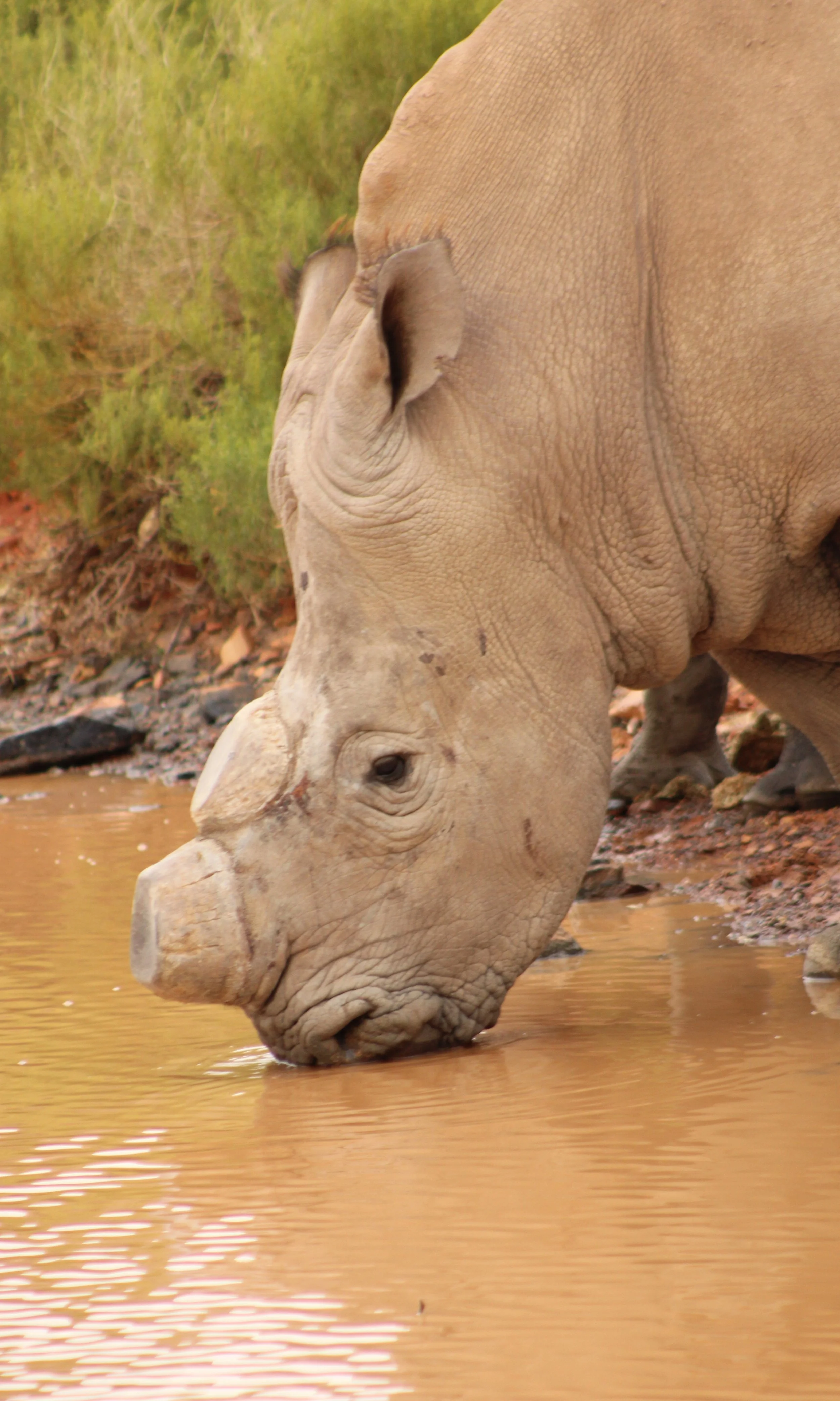 South Africa - Rhino at Watering Hole