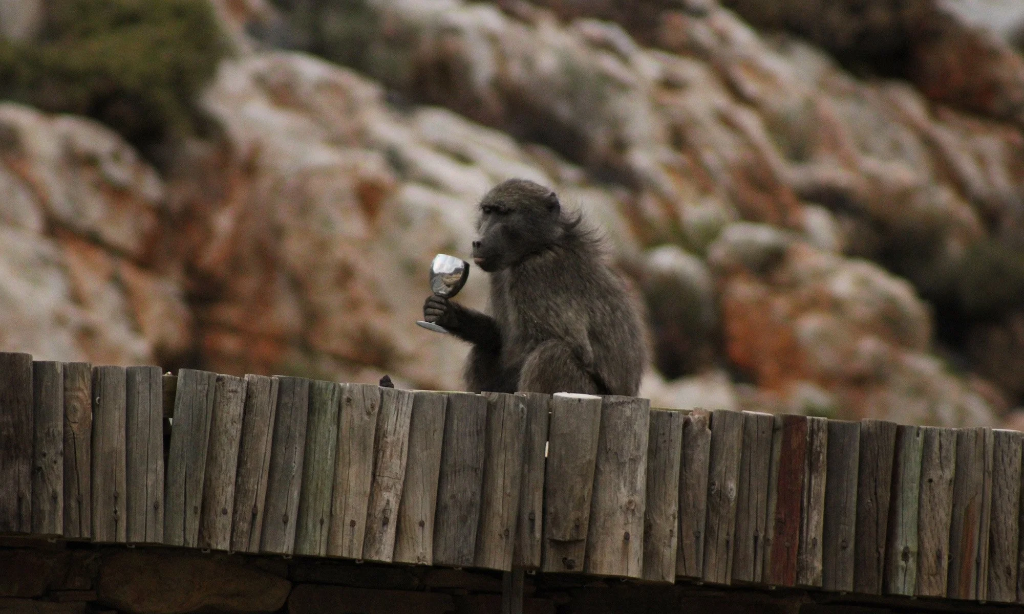 South Africa - Theiving Baboon with Stolen Goblet