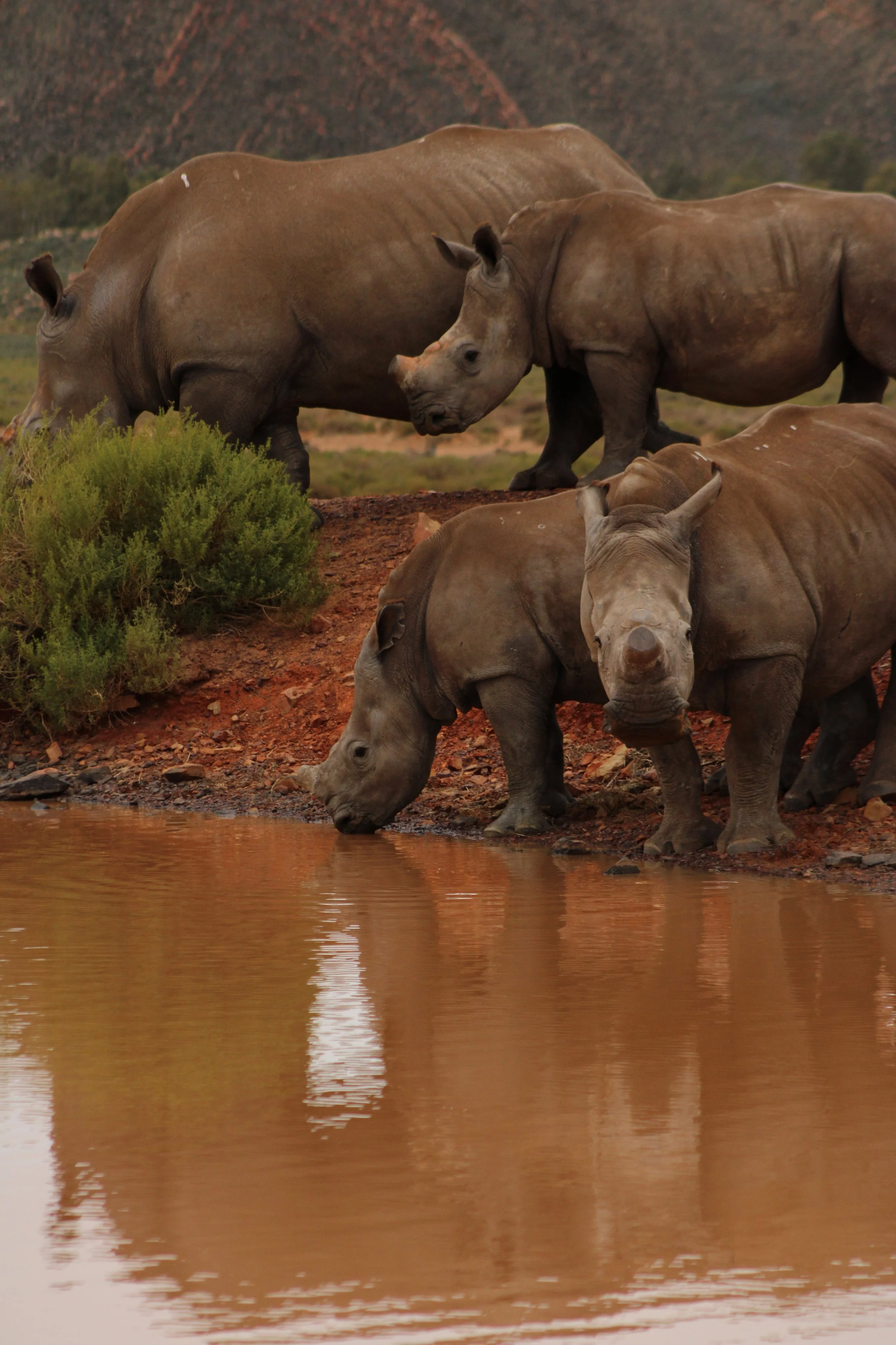 South Africa - Rhino Herd at Watering Hole