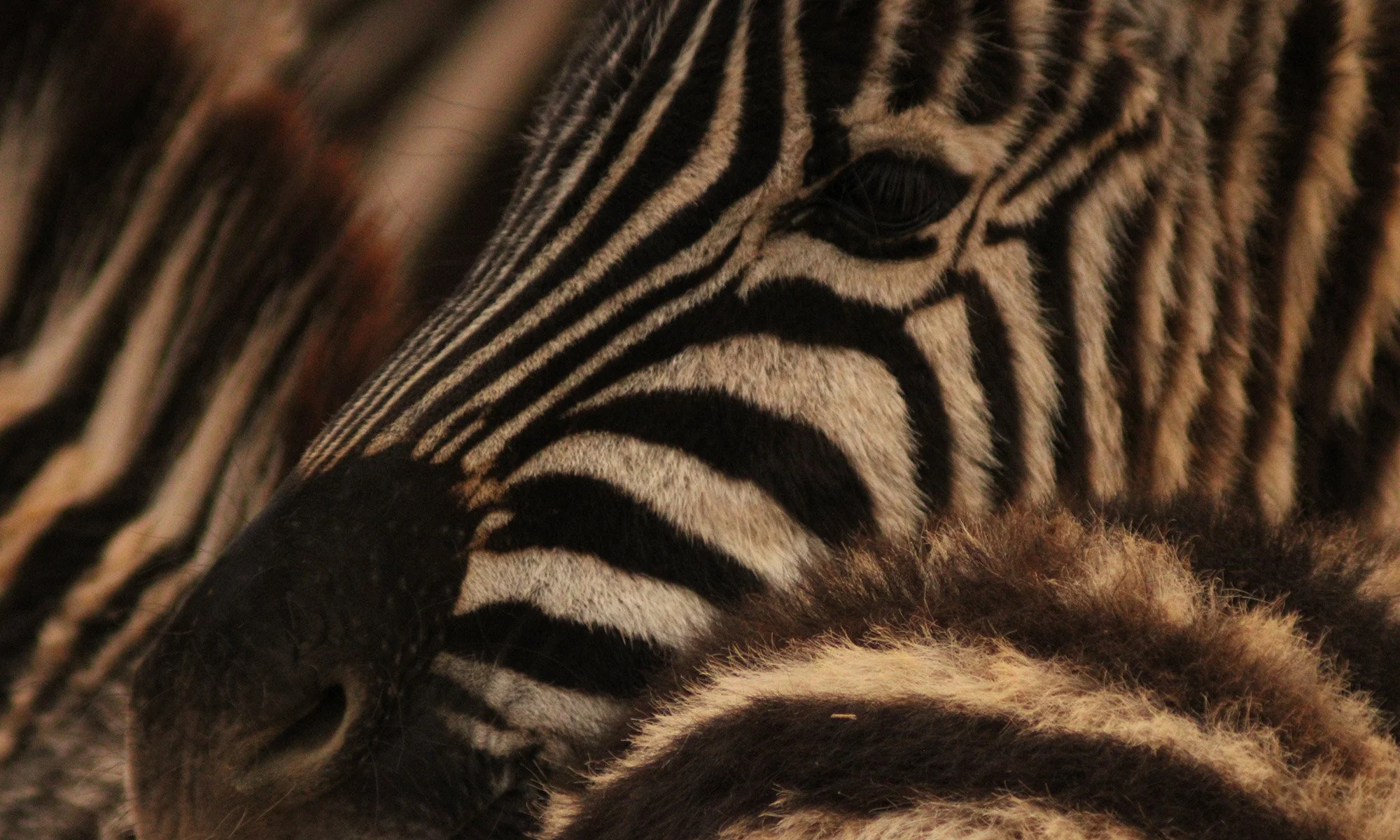 South Africa - Zebra Close-Up