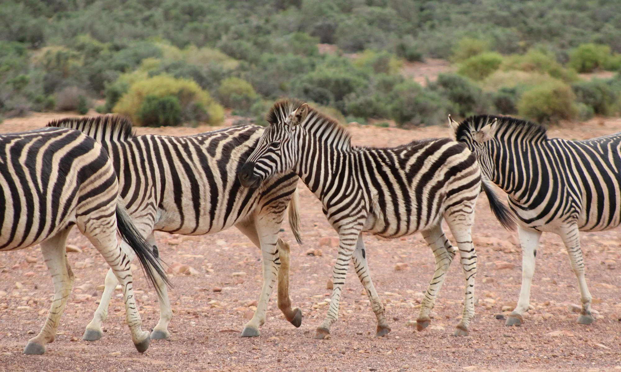 South Africa - Zebras on the Move