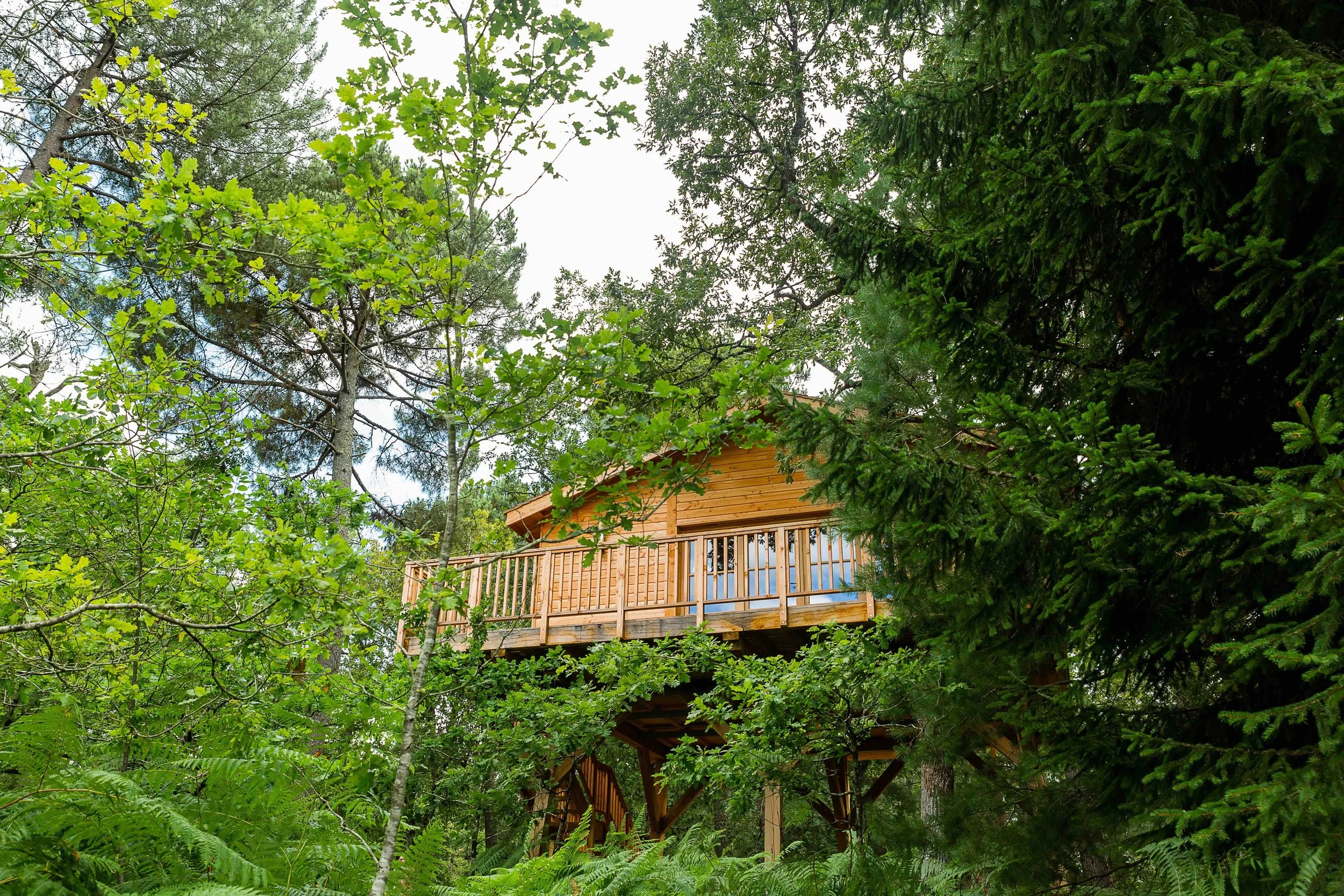 Léognan - Installer des cabanes perchées de luxe, dans la forêt, face aux vignes.  