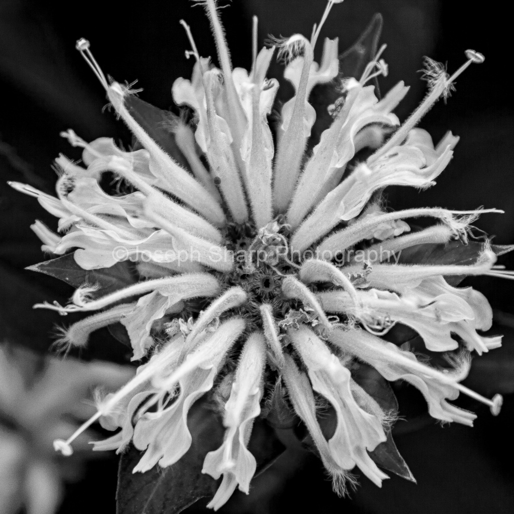 Green Wood Flower-Brooklyn (1)